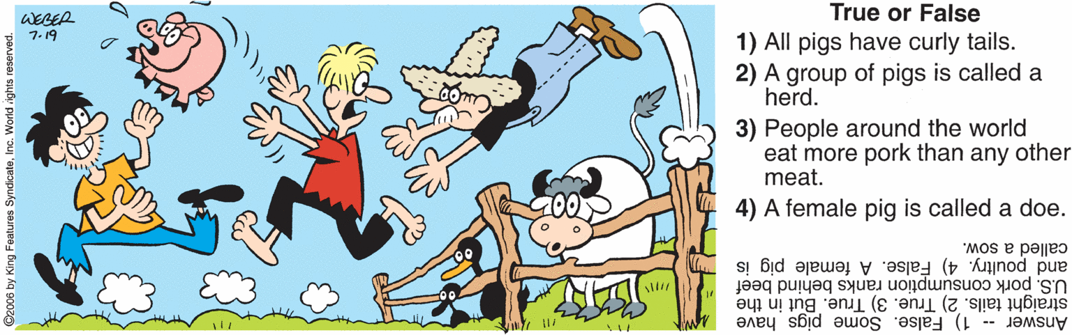 Artwork OCR: True or False WEBER 7.19 1) All pigs have curly tails. 2) A group of pigs is called a herd. 3) People around the world eat more pork than any other meat. 4) A female pig is called a doe. called a sow. and poultry. 4) False. A female pig is U.S. pork consumption ranks behind beef straight tails. 2) True. 3) True. But in the Answer -- 1) False. Some pigs have O2006 by King Features SyndicateInc. World rights r True or False WEBER 7.19 1) All pigs have curly tails. 2) A group of pigs is called a herd. 3) People around the world eat more pork than any other meat. 4) A female pig is called a doe. called a sow. and poultry. 4) False. A female pig is U.S. pork consumption ranks behind beef straight tails. 2) True. 3) True. But in the Answer -- 1) False. Some pigs have O2006 by King Features SyndicateInc. World rights r