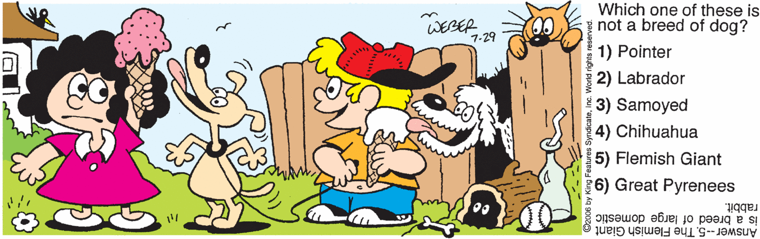 Animated cartoon OCR: Which one of these is i not a breed of dog? 7-29 1) Pointer 2) Labrador 3) Samoyed 4) Chihuahua 5) Flemish Giant 6) Great Pyrenees rabbit. is a breed of large domestic Answer --5. The Flemish Giant King Features: Which one of these is i not a breed of dog? 7-29 1) Pointer 2) Labrador 3) Samoyed 4) Chihuahua 5) Flemish Giant 6) Great Pyrenees rabbit. is a breed of large domestic Answer --5. The Flemish Giant King Features:
