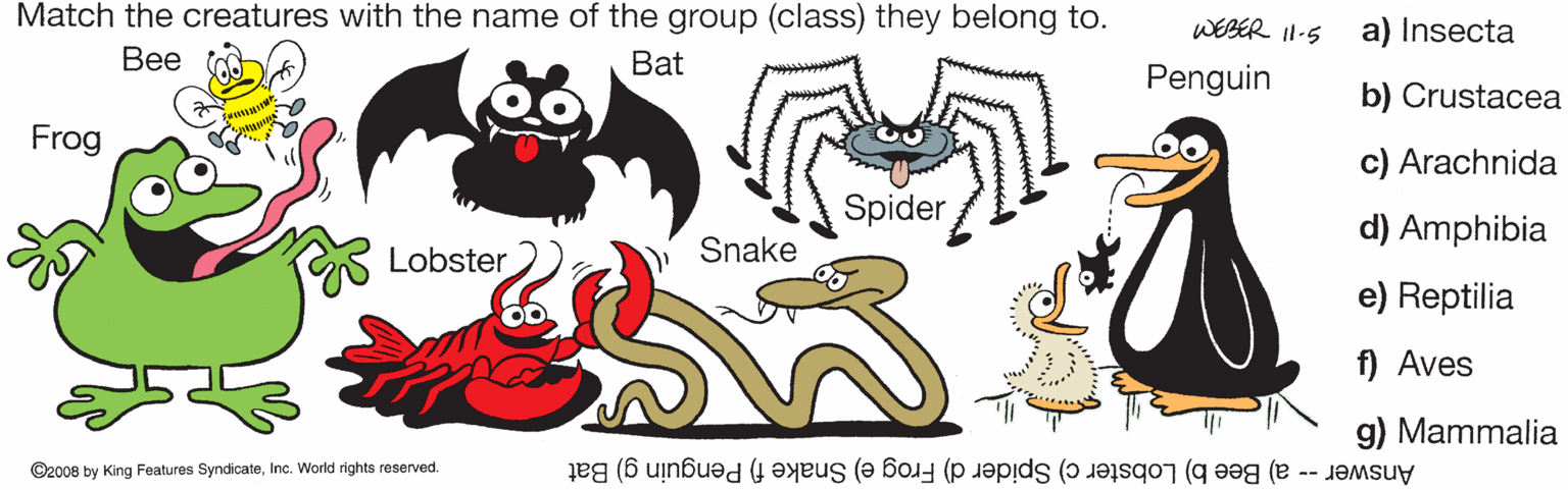 Art OCR: Match the creatures with the name of the group (class) they belong to. WEBER Il-5 a) Insecta ??? Bat Penguin b) Crustacea Frog c) Arachnida Spider d) Amphibia Lobster Snake e) Reptilia f) Aves g) Mammalia ©2008 by King Features SyndicateInc. World rights reserved. Answer -- a) Bee b) Lobster c) Spider d) Frog e) Snake f) Penguin g) Bat Match the creatures with the name of the group (class) they belong to. WEBER Il-5 a) Insecta ??? Bat Penguin b) Crustacea Frog c) Arachnida Spider d) Amphibia Lobster Snake e) Reptilia f) Aves g) Mammalia ©2008 by King Features SyndicateInc. World rights reserved. Answer -- a) Bee b) Lobster c) Spider d) Frog e) Snake f) Penguin g) Bat