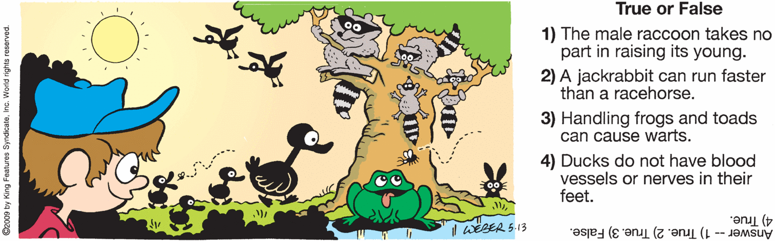 Illustration OCR: True or False 1) The male raccoon takes no part in raising its young. 2) A jackrabbit can run faster than a racehorse. 3) Handling frogs and toads can cause warts. 4) Ducks do not have blood vessels or nerves in their feet. l WEBER 5-13 4) True. Answer -- 1) True. 2) True. 3) False. ©2009 by King Features Syndicateinc. World rights reserved. True or False 1) The male raccoon takes no part in raising its young. 2) A jackrabbit can run faster than a racehorse. 3) Handling frogs and toads can cause warts. 4) Ducks do not have blood vessels or nerves in their feet. l WEBER 5-13 4) True. Answer -- 1) True. 2) True. 3) False. ©2009 by King Features Syndicateinc. World rights reserved.