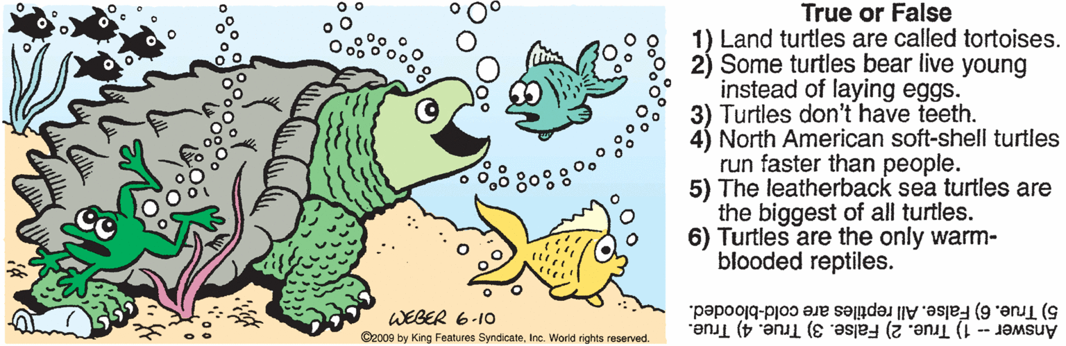 Animal figure OCR: True or False Land turtles are called tortoises. 2) Some turtles bear live young instead of laying eggs. 3) Turtles don't have teeth. 4) North American soft-shell turtles run faster than people. 5) The leatherback sea turtles are the biggest of all turtles. 6) Turtles are the only warm- blooded reptiles. 5) True. 6) False. All reptiles are cold-blooded. Answer 1) True. 2) False. 3) True. 4) True. WEBER 6-10 ©2009 by King Features SyndicateInc. World rights reserved. True or False Land turtles are called tortoises. 2) Some turtles bear live young instead of laying eggs. 3) Turtles don't have teeth. 4) North American soft-shell turtles run faster than people. 5) The leatherback sea turtles are the biggest of all turtles. 6) Turtles are the only warm- blooded reptiles. 5) True. 6) False. All reptiles are cold-blooded. Answer 1) True. 2) False. 3) True. 4) True. WEBER 6-10 ©2009 by King Features SyndicateInc. World rights reserved.