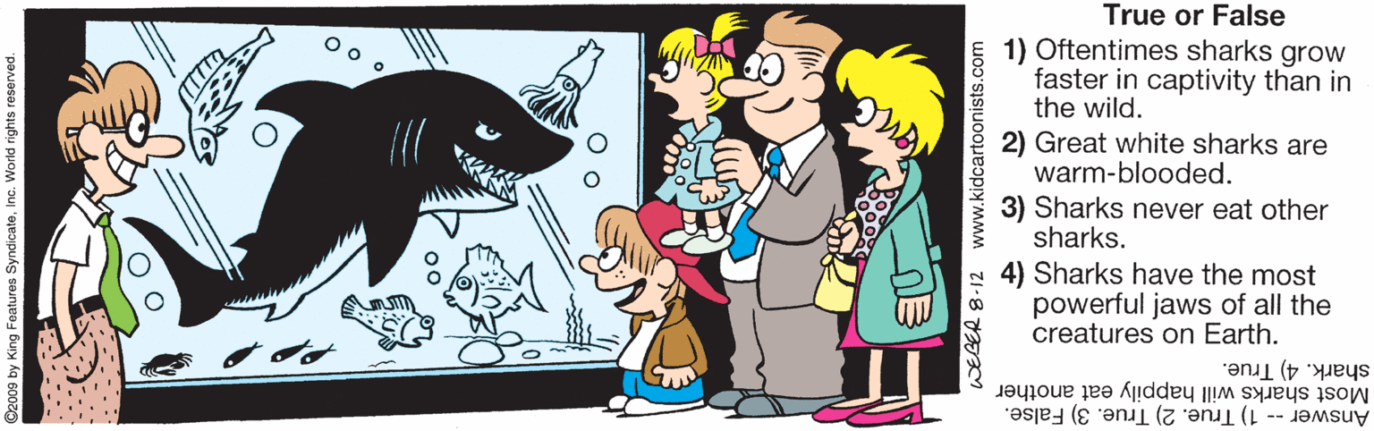 Conversation OCR: True or False 1) Oftentimes sharks grow faster in captivity than in the wild. 2) Great white sharks are warm-blooded. 3) Sharks never eat other sharks. 4) Sharks have the most powerful jaws of all the creatures on Earth. shark. 4) True. Most sharks will happily eat another Answer -- 1) True. 2) True. 3) False. ©2009 by King Features SyndicateInc. World rights reserved. WEGER 8-12 www.kidcartoonists.com True or False 1) Oftentimes sharks grow faster in captivity than in the wild. 2) Great white sharks are warm-blooded. 3) Sharks never eat other sharks. 4) Sharks have the most powerful jaws of all the creatures on Earth. shark. 4) True. Most sharks will happily eat another Answer -- 1) True. 2) True. 3) False. ©2009 by King Features SyndicateInc. World rights reserved. WEGER 8-12 www.kidcartoonists.com
