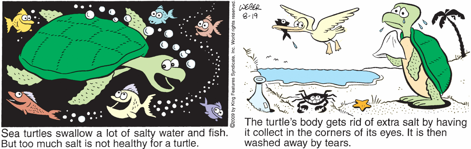 Pattern OCR: WEBER 8-19 Sea turtles swallow a lot of salty water and fish. But too much salt is not healthy for a turtle. The turtle's body gets rid of extra salt by having it collect in the corners of its eyes. It is then washed away by tears. WEBER 8-19 Sea turtles swallow a lot of salty water and fish. But too much salt is not healthy for a turtle. The turtle's body gets rid of extra salt by having it collect in the corners of its eyes. It is then washed away by tears.