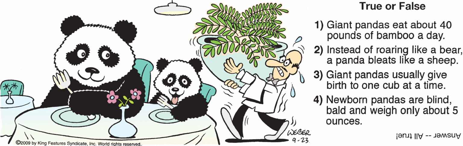 Pleased OCR: True or False 1) Giant pandas eat about 40 pounds of bamboo a day. 2) Instead of roaring like a beara panda bleats like a sheep. 3) Giant pandas usually give birth to one cub at a time. 4) Newborn pandas are blindbald and weigh only about 5 ounces. WEGER 9-23 Answer -- All true! ©2009 by King Features SyndicateInc. World rights reserved. True or False 1) Giant pandas eat about 40 pounds of bamboo a day. 2) Instead of roaring like a beara panda bleats like a sheep. 3) Giant pandas usually give birth to one cub at a time. 4) Newborn pandas are blindbald and weigh only about 5 ounces. WEGER 9-23 Answer -- All true! ©2009 by King Features SyndicateInc. World rights reserved.