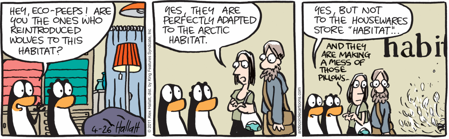 Animated cartoon OCR: HEYECO-PEEPS! ARE you THE ONES WHO REINTRODUCED WOLVES TO THIS HABITAT? GESTHEY ARE PERFECTLY ADAPTED TO THE ARCTIC HABITAT. GESBUT NOT TO THE HOUSEWARES STORE "HABITAT.".. habit AND THEY ARE MAKING A MESS OF THOSE PLLOWS- 4-26 Hallatt 1 Alex HallattIn HEYECO-PEEPS! ARE you THE ONES WHO REINTRODUCED WOLVES TO THIS HABITAT? GESTHEY ARE PERFECTLY ADAPTED TO THE ARCTIC HABITAT. GESBUT NOT TO THE HOUSEWARES STORE "HABITAT.".. habit AND THEY ARE MAKING A MESS OF THOSE PLLOWS- 4-26 Hallatt 1 Alex Hallattdist. by King Features Syndicate