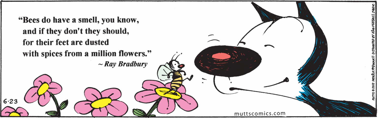 Pollinator OCR: "Bees do have a smellfor their feet are dusted with spices from a million flowers." - Ray Bradbury 6-23 muttscomics.com "Bees do have a smellyou knowand if they don't they shouldfor their feet are dusted with spices from a million flowers." - Ray Bradbury 6-23 muttscomics.com