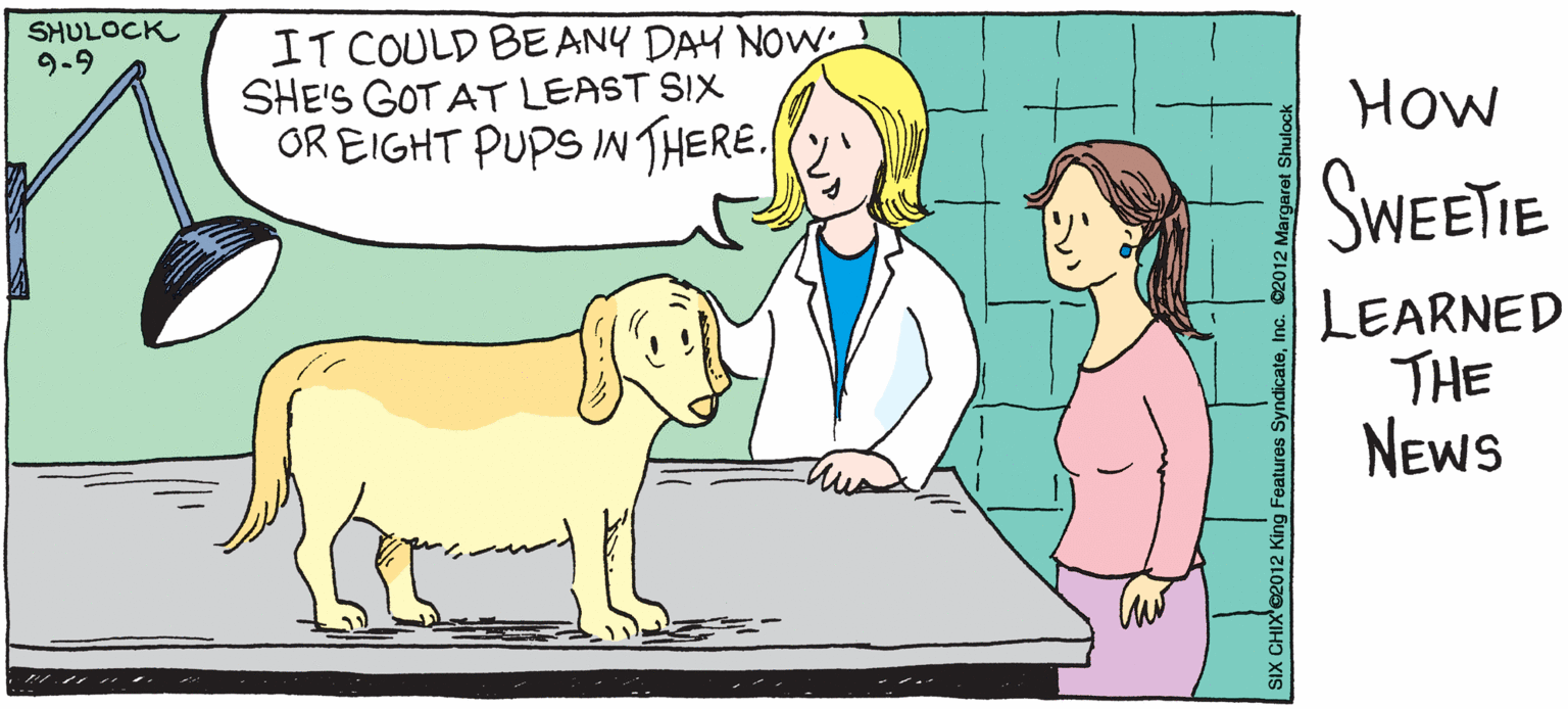 Conversation OCR: IT COULD BE ANY DAY NOW SHE'S GOT AT LEAST SIX OR EIGHT PUPS IN THERE. SHULOCK 9-9 How SWEETIE LEARNED THE NEws IT COULD BE ANY DAY NOW SHE'S GOT AT LEAST SIX OR EIGHT PUPS IN THERE. SHULOCK 9-9 How SWEETIE LEARNED THE NEws