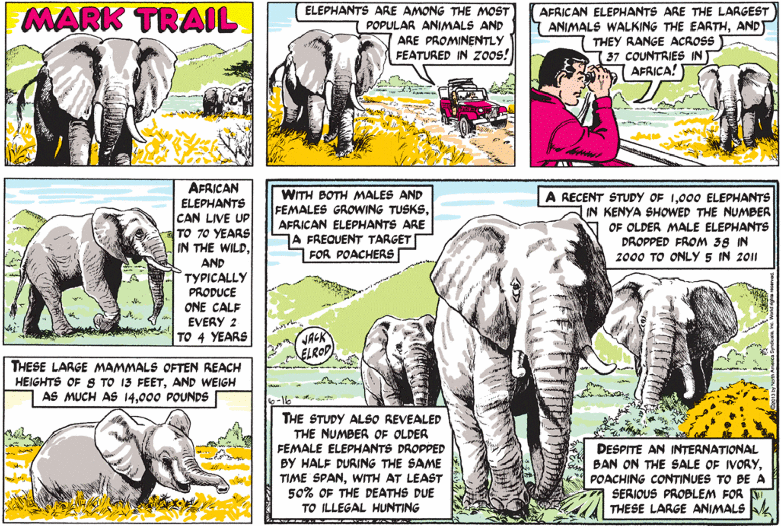 Terrestrial animal OCR: MARK TRAIL ELEPHANTS ARE AMONG THE MOST POPULAR ANIMALS AND ARE PROMINENTLY FEATURED IN Zoo! AFRICAN ELEPHANTS ARE THE LARGEST ANIMALS WALKING THE EARTHAND THEY RANGE ACROSS 37 COUNTRIES IN AFRICA! AFRICAN ELEPHANTS CAN LIVE UP TO 70 YEARS IN THE WILDAND TYPICALLY PRODUCE ONE CALF EVERY 2 WITH BOTH MALES AND FEMALES GROWING TUSKSAFRICAN ELEPHANTS ARE A FREQUENT TARGET FOR POACHERS A RECENT STUDY OF 1000 ELEPHANTS IN KENYA SHOWED THE NUMBER OF OLDER MALE ELEPHANTS DROPPED FROM 38 IN 2000 TO ONLY 5 IN 2011 VACK ELROD TO 4 YEARS THESE LARGE MAMMALS OFTEN REACH HEIGHTS OF S TO 13 FEETAND WEIGH AS MUCH AS 14000 POUNDS THE STUDY ALSO REVEALED THE NUMBER OF OLDER FEMALE ELEPHANTS DROPPED BY HALF DURING THE SAME TIME SPANWITH AT LEAST 50% OF THE DEATHS DUE TO ILLEGAL HUNTING DESPITE AN INTERNATIONAL BAN ON THE SALE OF IVORYPOACHING CONTINUES TO BE A SERIOUS PROBLEM FOR THESE LARGE ANIMALS MARK TRAIL ELEPHANTS ARE AMONG THE MOST POPULAR ANIMALS AND ARE PROMINENTLY FEATURED IN Zoo! AFRICAN ELEPHANTS ARE THE LARGEST ANIMALS WALKING THE EARTHAND THEY RANGE ACROSS 37 COUNTRIES IN AFRICA! AFRICAN ELEPHANTS CAN LIVE UP TO 70 YEARS IN THE WILDAND TYPICALLY PRODUCE ONE CALF EVERY 2 WITH BOTH MALES AND FEMALES GROWING TUSKSAFRICAN ELEPHANTS ARE A FREQUENT TARGET FOR POACHERS A RECENT STUDY OF 1000 ELEPHANTS IN KENYA SHOWED THE NUMBER OF OLDER MALE ELEPHANTS DROPPED FROM 38 IN 2000 TO ONLY 5 IN 2011 VACK ELROD TO 4 YEARS THESE LARGE MAMMALS OFTEN REACH HEIGHTS OF S TO 13 FEETAND WEIGH AS MUCH AS 14000 POUNDS THE STUDY ALSO REVEALED THE NUMBER OF OLDER FEMALE ELEPHANTS DROPPED BY HALF DURING THE SAME TIME SPANWITH AT LEAST 50% OF THE DEATHS DUE TO ILLEGAL HUNTING DESPITE AN INTERNATIONAL BAN ON THE SALE OF IVORYPOACHING CONTINUES TO BE A SERIOUS PROBLEM FOR THESE LARGE ANIMALS