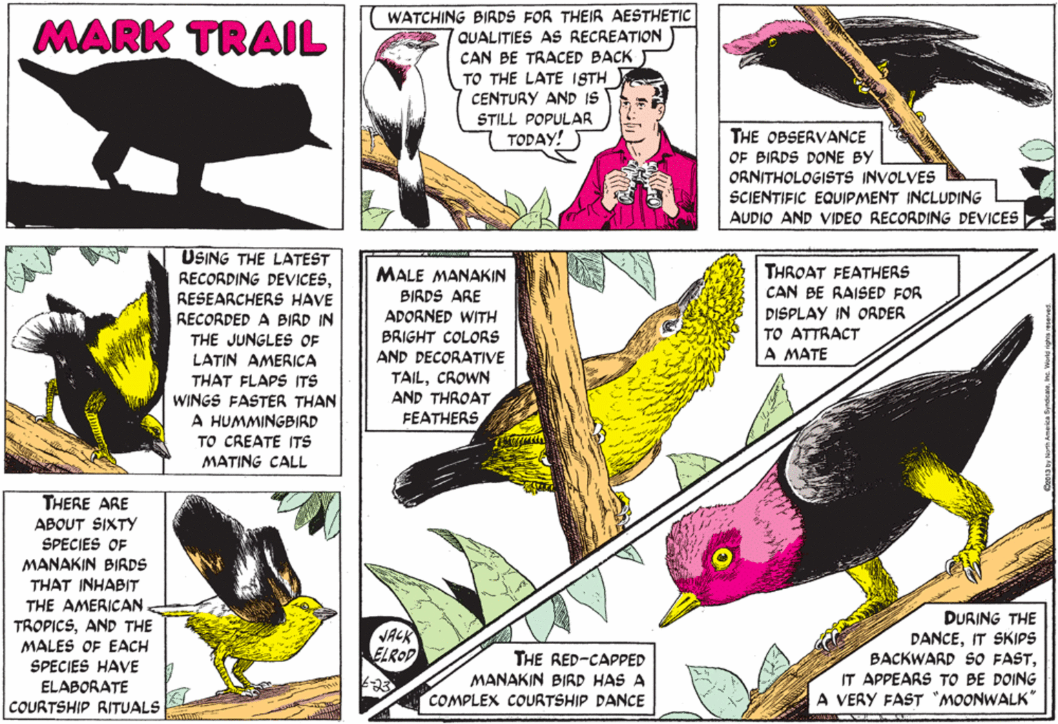 Wing OCR: WATCHING BIRDS FOR THEIR AESTHETIC QUALITIES AS RECREATION CAN BE TRACED BACK TO THE LATE ISTH CENTURY AND IS MARK TRAIL STILL POPULAR TODAY! THE OBSERVANCE OF BIRDS DONE BY ORNITHOLOGISTS INVOLVES SCIENTIFIC EQUIPMENT INCLUDING AUDIO AND VIDEO RECORDING DEVICES USING THE LATEST RECORDING DEVICESRESEARCHERSS HAVE RECORDED A BIRD IN THE JUNGLES OF THROAT FEATHERS CAN BE RAISED FOR DISPLAY IN ORDER MALE MANAKIN BIRDS ARE ADORNED WITH BRIGHT COLORS TO ATTRACT A MATE AND DECORATIVE TAILCROWN AND THROAT FEATHERS LATIN AMERICA THAT FLAPS ITS WINGS FASTER THAN A HUMMINGBIRD TO CREATE ITS MATING CALL THERE ARE ABOUT SIXTY SPECIES OF MANAKIN BIRDS THAT INHABIT THE AMERICAN TROPICSAND THE MALES OF EACH SPECIES HAVE ELABORATE DURING THE DANCEIT SKIPS BACKWARD S0 FASTIT APPEARS TO BE DOING A VERY FAST "MOONWALK" VACK ELROD THE RED-CAPPED MANAKIN BIRD HAS A COMPLEX COURTSHIP DANCE COURTSHIP RITUALS WATCHING BIRDS FOR THEIR AESTHETIC QUALITIES AS RECREATION CAN BE TRACED BACK TO THE LATE ISTH CENTURY AND IS MARK TRAIL STILL POPULAR TODAY! THE OBSERVANCE OF BIRDS DONE BY ORNITHOLOGISTS INVOLVES SCIENTIFIC EQUIPMENT INCLUDING AUDIO AND VIDEO RECORDING DEVICES USING THE LATEST RECORDING DEVICESRESEARCHERSS HAVE RECORDED A BIRD IN THE JUNGLES OF THROAT FEATHERS CAN BE RAISED FOR DISPLAY IN ORDER MALE MANAKIN BIRDS ARE ADORNED WITH BRIGHT COLORS TO ATTRACT A MATE AND DECORATIVE TAILCROWN AND THROAT FEATHERS LATIN AMERICA THAT FLAPS ITS WINGS FASTER THAN A HUMMINGBIRD TO CREATE ITS MATING CALL THERE ARE ABOUT SIXTY SPECIES OF MANAKIN BIRDS THAT INHABIT THE AMERICAN TROPICSAND THE MALES OF EACH SPECIES HAVE ELABORATE DURING THE DANCEIT SKIPS BACKWARD S0 FASTIT APPEARS TO BE DOING A VERY FAST "MOONWALK" VACK ELROD THE RED-CAPPED MANAKIN BIRD HAS A COMPLEX COURTSHIP DANCE COURTSHIP RITUALS