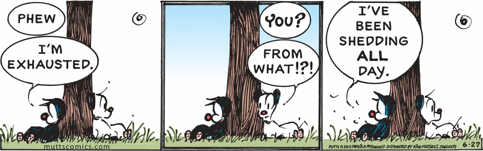 Illustration OCR: I'VE PHEW You?) BEEN SHEDDING I'M FROM ALL EXHAUSTED. WHAT!?! DAY. muttscomics.com num e 2013 PTREKMpouell-DISTAveTED BY KS FEATRES SOKTE 627 I'VE PHEW You?) BEEN SHEDDING I'M FROM ALL EXHAUSTED. WHAT!?! DAY. muttscomics.com num e 2013 PTREKMpouell-DISTAveTED BY KS FEATRES SOKTE 627