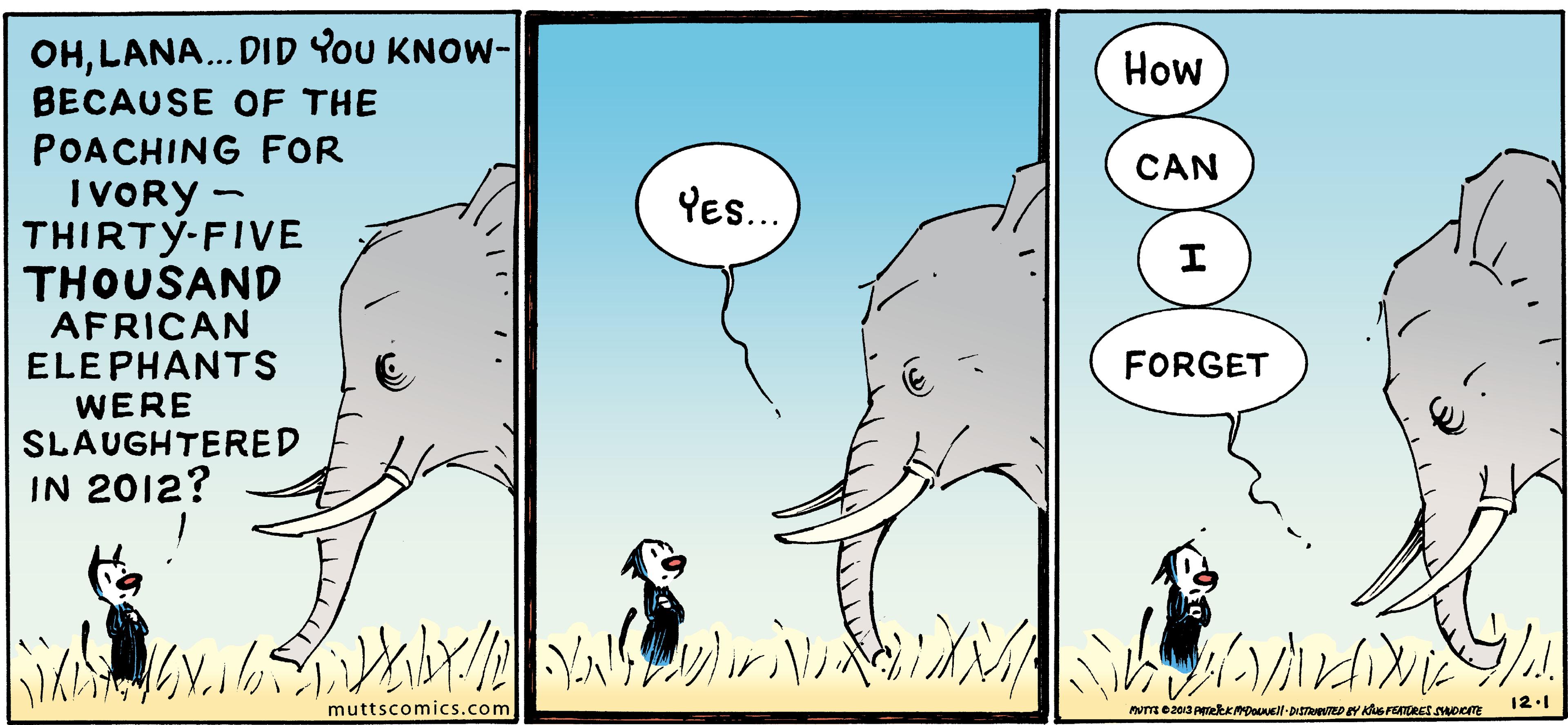 Illustration OCR: OHLANA. DID YoU KNOW- BECAUSE OF THE POACHING FOR How CAN IVORY - THIRTY-FIVE THOUSAND AFRICAN ELEPHANTS WERE SLAUGHTERED IN 2012? Yes.. ? FORGET A Ae? 12.1 muttscomics.com OHLANA. DID YoU KNOW- BECAUSE OF THE POACHING FOR How CAN IVORY - THIRTY-FIVE THOUSAND AFRICAN ELEPHANTS WERE SLAUGHTERED IN 2012? Yes.. ? FORGET A Ae ? 12.1 muttscomics.com