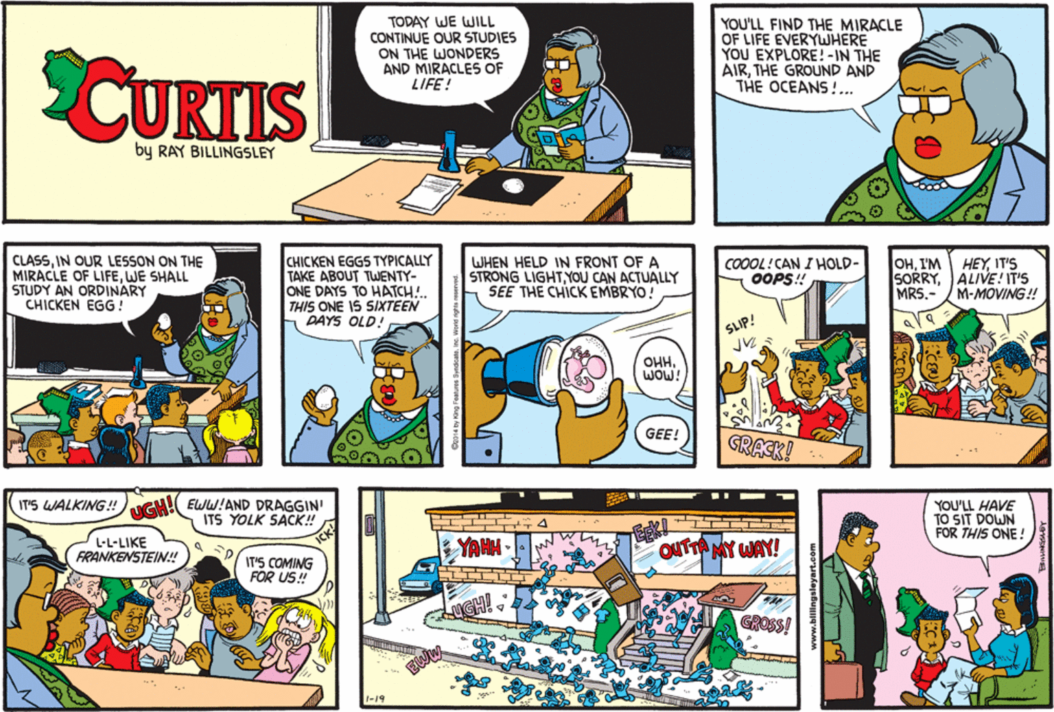 Comic book OCR: TODAY WE WILL CONTINUE OUR STUDIES ON THE WONDERS AND MIRACLES OF LIFE! YOU'LL FIND THE MIRACLE OF LIFE EVERYWHERE YOU EXPLORE!-IN THE AIRTHE GROUND AND THE OCEANS !... CURTIS by RAY BILLINGSLEY CLASSIN OUR LESSON ON THE MIRACLE OF LIFEWE SHALL STUDY AN ORDINARY CHICKEN EGG ! CHICKEN EGGS TYPICALLY TAKE ABOUT TWENTY- ONE DAYS TO HATCH!.. THIS ONE IS SIXTEEN DAYS OLD! WHEN HELD IN FRONT OF A STRONG LIGHTYOU CAN ACTUALLY SEE THE CHICKEMBRYO! CO0OL! CAN I HOLD- OOPS! OHI'M SORRYALIVE! IT'S MRS- HEYIT'S M-MOVING! SLIP! OHHWOW! GEE! GRACK! IT'S WALKING ! NGH! EWW!AND DRAGGIN' ITS YOLK SACK! YOU'LL HAVE TO SIT DOWN FOR THIS ONE! TTT T L-L-LIKE FRANKENSTEIN.! | YAHH OUTTA MY WAY! IT'S COMING FOR US! GROSS! EWw *". www.bilingsleyart.com TODAY WE WILL CONTINUE OUR STUDIES ON THE WONDERS AND MIRACLES OF LIFE! YOU'LL FIND THE MIRACLE OF LIFE EVERYWHERE YOU EXPLORE!-IN THE AIRTHE GROUND AND THE OCEANS !... CURTIS by RAY BILLINGSLEY CLASSIN OUR LESSON ON THE MIRACLE OF LIFEWE SHALL STUDY AN ORDINARY CHICKEN EGG ! CHICKEN EGGS TYPICALLY TAKE ABOUT TWENTY- ONE DAYS TO HATCH!.. THIS ONE IS SIXTEEN DAYS OLD! WHEN HELD IN FRONT OF A STRONG LIGHTYOU CAN ACTUALLY SEE THE CHICKEMBRYO! CO0OL! CAN I HOLD- OOPS! OHI'M SORRYALIVE! IT'S MRS- HEYIT'S M-MOVING! SLIP! OHHWOW! GEE! GRACK! IT'S WALKING ! NGH! EWW!AND DRAGGIN' ITS YOLK SACK! YOU'LL HAVE TO SIT DOWN FOR THIS ONE! TTT T L-L-LIKE FRANKENSTEIN.! | YAHH OUTTA MY WAY! IT'S COMING FOR US! GROSS! EWw *". www.bilingsleyart.com