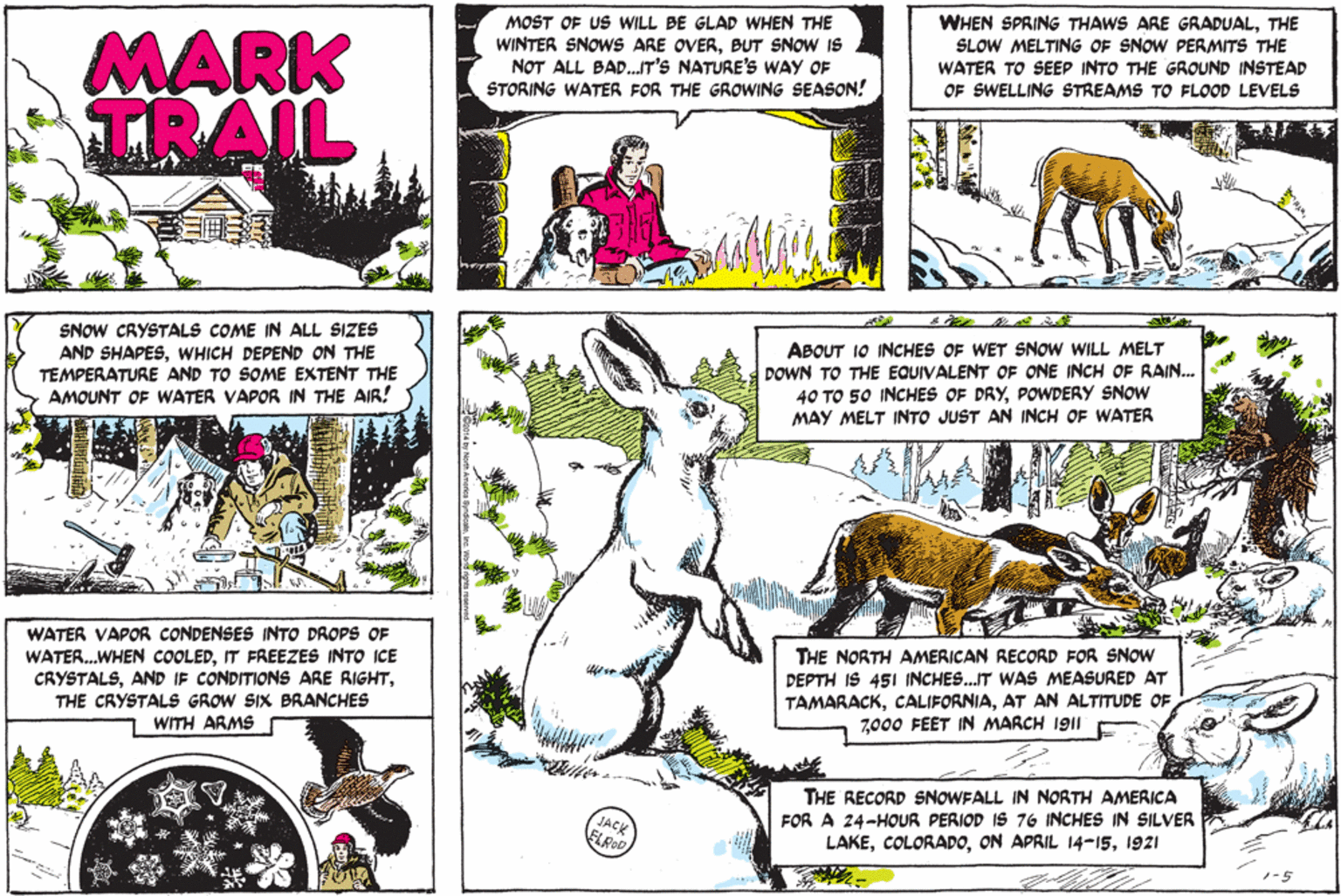 Cartoon OCR: WHEN SPRING THAWS ARE GRADUALTHE MOST OF US WILL BE GLAD WHEN THE WINTER SNOwS ARE OVERBUT SNOW IS NOT ALL BAD..IT'S NATURE's WAY OF STORING WATER FOR THE GROWING SEASON! MARK TRAIL SLOW MELTING OF SNOW PERMITS THE WATER TO SEEP INTO THE GROUND INSTEAD OF SWELLING STREAMS TO FLOOD LEVELS SNOW CRYSTALS COME IN ALL SIZES AND SHAPESWHICH DEPEND ON THE TEMPERATURE AND TO SOME EXTENT THE AMOUNT OF WATER VAPOR IN THE AIR! ABOUT 10 INCHES OF WET SNOW WILL MELT DOWN TO THE EQUIVALENT OF ONE INCH OF RAIN... 40 TO 50 INCHES OF DRYPOWDERY SNOW MAY MELT INTO JUST AN INCH OF WATER WATER VAPOR CONDENSES INTO DROPS OF WATER.WHEN COOLEDIT FREEZES INTO ICE CRYSTALSTHE CRYSTALS GROW SIX BRANCHES THE NORTH AMERICAN RECORD FOR SNOW DEPTH IS 451 INCHES..IT WAS MEASURED AT TAMARACKAT AN ALTITUDE OF 7000 FEET IN MARCH 1911 WITH ARMS JACK FLROD THE RECORD SNOWFALL IN NORTH AMERICA FOR A 24-HOUR PERIOD IS 76 INCHES IN SILVER LAKE1921 -5 WHEN SPRING THAWS ARE GRADUALTHE MOST OF US WILL BE GLAD WHEN THE WINTER SNOwS ARE OVERBUT SNOW IS NOT ALL BAD..IT'S NATURE's WAY OF STORING WATER FOR THE GROWING SEASON! MARK TRAIL SLOW MELTING OF SNOW PERMITS THE WATER TO SEEP INTO THE GROUND INSTEAD OF SWELLING STREAMS TO FLOOD LEVELS SNOW CRYSTALS COME IN ALL SIZES AND SHAPESWHICH DEPEND ON THE TEMPERATURE AND TO SOME EXTENT THE AMOUNT OF WATER VAPOR IN THE AIR! ABOUT 10 INCHES OF WET SNOW WILL MELT DOWN TO THE EQUIVALENT OF ONE INCH OF RAIN... 40 TO 50 INCHES OF DRYPOWDERY SNOW MAY MELT INTO JUST AN INCH OF WATER WATER VAPOR CONDENSES INTO DROPS OF WATER.WHEN COOLEDIT FREEZES INTO ICE CRYSTALSAND IF CONDITIONS ARE RIGHTTHE CRYSTALS GROW SIX BRANCHES THE NORTH AMERICAN RECORD FOR SNOW DEPTH IS 451 INCHES..IT WAS MEASURED AT TAMARACKAT AN ALTITUDE OF 7000 FEET IN MARCH 1911 WITH ARMS JACK FLROD THE RECORD SNOWFALL IN NORTH AMERICA FOR A 24-HOUR PERIOD IS 76 INCHES IN SILVER LAKEON APRIL 14-151921 -5