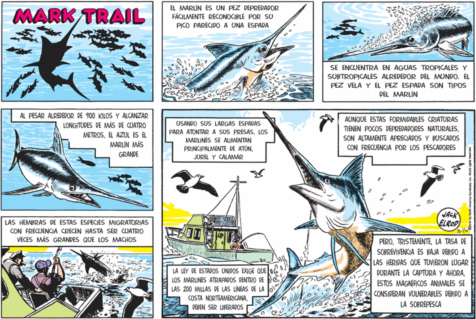 Line art OCR: MARK TRAIL EL MARLÍN ES UN PEZ DEPREDADOR FÁCILMENTE RECONOCIBLE POR SU PICO PARECIDO A UNA ESPADA SE ENCUENTRA EN AGUAS TROPICALES Y SUBTROPICALES ALREDEDOR DEL MUNDO. EL PEZ VELA Y EL PEZ ESPADA SON TIPOS DEL MARLÍN AL PESAR ALREDEDOR DE 900 KILOS Y ALCANZAR LONGITUDES DE MÁS DE CUATRO AUNQUE ESTAS FORMIDABLES CRIATURAS USANDO SUS LARGAS ESPADAS TIENEN POCOS DEPREDADORES NATURALESSON ALTAMENTE APRECIADOS Y BUSCADOS CON FRECUENCIA POR LOS PESCADORES PARÀ ATONTAR A SUS PRESASLOs METROSEL AZUL ES EL MARLÍN MÁS MARLINES SE ALIMENTAN PRINCIPALMENTE DE ATÚNGRANDE JUREL Y CALAMAR VACK ELROD LAS HEMBRAS DE ESTAS ESPECIES MIGRATORIAS CON FRECUENCIA CRECEN HASTA SER CUATRO VECES MÁS GRANDES QUE LOS MACHOS PEROLA TASA DE SOBREVIVENCIA ES BAJA DEBIDO A LAS HERIDAS QUE TUVIERON LUGAR LA LEY DE ESTADOS UNIDOS EXIGE QUE DURANTE LA CAPTURA Y AHORALOS MARLINES ATRAPADOS DENTRO DE ESTOS MAGNÍACOS ANIMALES SE LAS 200 MILLAS DE LAS LINEAS DE LA CONSIDERAN VULNERABLES DEBIDO A COSTA NORTEAMERICANALA SOBREPESCA DEBEN SER LIBERADOS MARK TRAIL EL MARLÍN ES UN PEZ DEPREDADOR FÁCILMENTE RECONOCIBLE POR SU PICO PARECIDO A UNA ESPADA SE ENCUENTRA EN AGUAS TROPICALES Y SUBTROPICALES ALREDEDOR DEL MUNDO. EL PEZ VELA Y EL PEZ ESPADA SON TIPOS DEL MARLÍN AL PESAR ALREDEDOR DE 900 KILOS Y ALCANZAR LONGITUDES DE MÁS DE CUATRO AUNQUE ESTAS FORMIDABLES CRIATURAS USANDO SUS LARGAS ESPADAS TIENEN POCOS DEPREDADORES NATURALESSON ALTAMENTE APRECIADOS Y BUSCADOS CON FRECUENCIA POR LOS PESCADORES PARÀ ATONTAR A SUS PRESASLOs METROSEL AZUL ES EL MARLÍN MÁS MARLINES SE ALIMENTAN PRINCIPALMENTE DE ATÚNGRANDE JUREL Y CALAMAR VACK ELROD LAS HEMBRAS DE ESTAS ESPECIES MIGRATORIAS CON FRECUENCIA CRECEN HASTA SER CUATRO VECES MÁS GRANDES QUE LOS MACHOS PEROLA TASA DE SOBREVIVENCIA ES BAJA DEBIDO A LAS HERIDAS QUE TUVIERON LUGAR LA LEY DE ESTADOS UNIDOS EXIGE QUE DURANTE LA CAPTURA Y AHORALOS MARLINES ATRAPADOS DENTRO DE ESTOS MAGNÍACOS ANIMALES SE LAS 200 MILLAS DE LAS LINEAS DE LA CONSIDERAN VULNERABLES DEBIDO A COSTA NORTEAMERICANALA SOBREPESCA DEBEN SER LIBERADOS