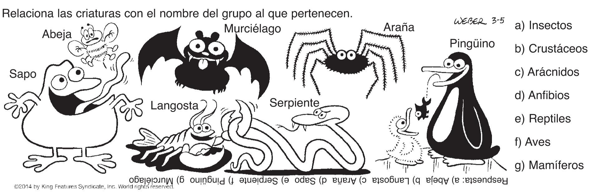 Drawing OCR: Relaciona las criaturas con el nombre del grupo al que pertenecen. WEBER 3-5 Murciélago Araña a) Insectos Abeja Pingüino b) Crustáceos Sapo c) Arácnidos d) Anfibios Langosta Serpiente e) Reptiles f) Aves g) Mamíferos Respuesta: a) Abeja b) Langosta c) Araña d) Sapo e) Serpiente f) Pingüino g) Murciélago C2014 by King Features SyndicateInc. World righnis reserved. Relaciona las criaturas con el nombre del grupo al que pertenecen. WEBER 3-5 Murciélago Araña a) Insectos Abeja Pingüino b) Crustáceos Sapo c) Arácnidos d) Anfibios Langosta Serpiente e) Reptiles f) Aves g) Mamíferos Respuesta: a) Abeja b) Langosta c) Araña d) Sapo e) Serpiente f) Pingüino g) Murciélago C2014 by King Features SyndicateInc. World righnis reserved.