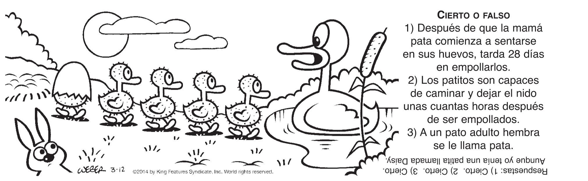 Font OCR: CIERTO O FALSO 1) Después de que la mamá pata comienza a sentarse en sus huevostarda 28 días en empollarlos. 2) Los patitos son capaces de caminar y dejar el nido unas cuantas horas después de ser empollados. 3) A un pato adulto hembra se le llama pata. Aunque yo tenía una patita llamada Daisy. WEBER 3-12 K2014 by King Features SyndicateInc. World rights reserved. Respuestas: 1) Cierto. 2) Cierto. 3) Cierto. CIERTO O FALSO 1) Después de que la mamá pata comienza a sentarse en sus huevostarda 28 días en empollarlos. 2) Los patitos son capaces de caminar y dejar el nido unas cuantas horas después de ser empollados. 3) A un pato adulto hembra se le llama pata. Aunque yo tenía una patita llamada Daisy. WEBER 3-12 K2014 by King Features SyndicateInc. World rights reserved. Respuestas: 1) Cierto. 2) Cierto. 3) Cierto.