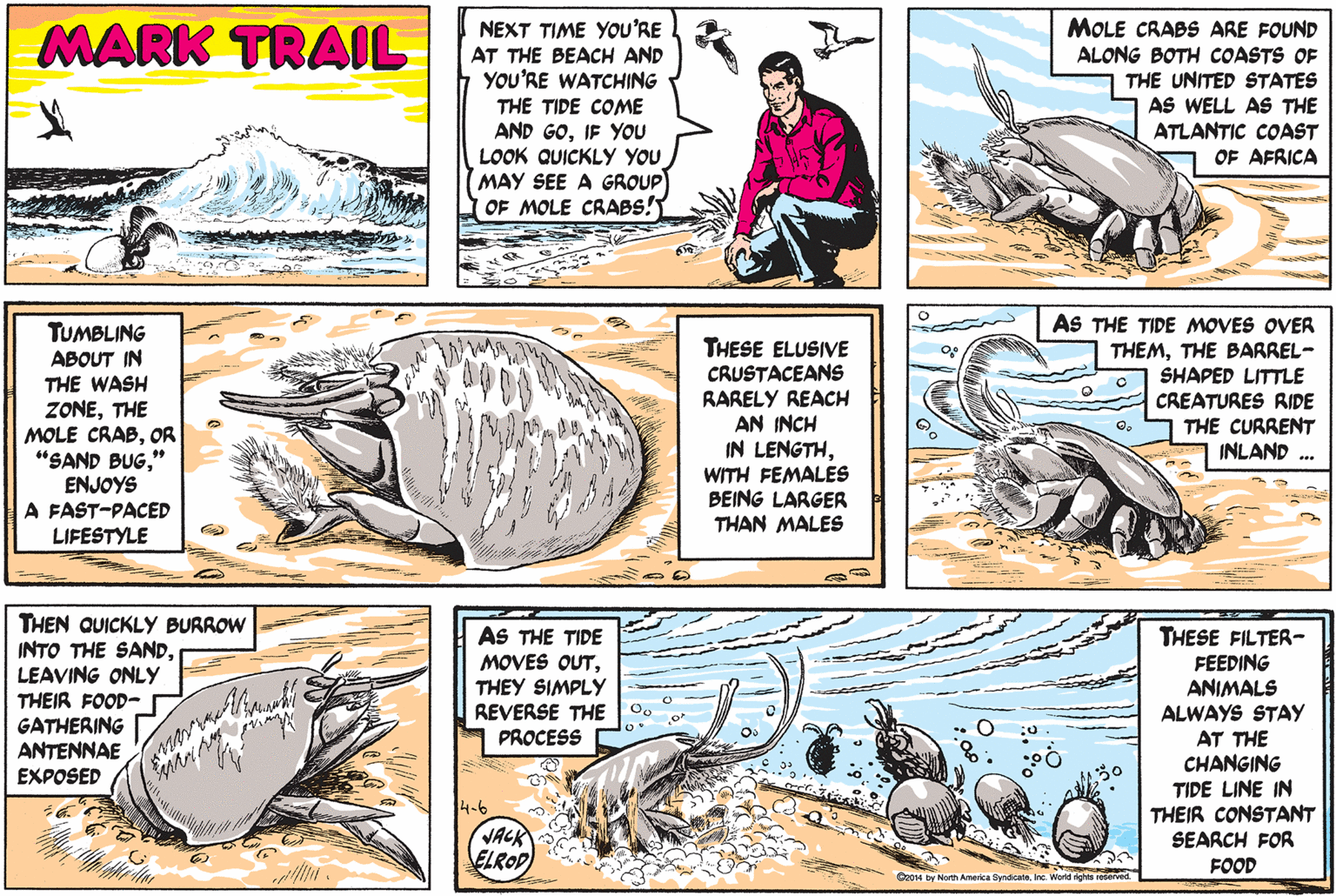 Line OCR: MOLE CRABS ARE FOUND ALONG BOTH COASTS OF THE UNITED STATES AS WELL AS THE ATLANTIC COAST OF AFRICA MARK TRAIL NEXT TIME YOU'RE AT THE BEACH AND YOU'RE WATCHING THE TIDE COME AND GOIF YOU LOOK QUICKLY YOU MAY SEE A GROUP OF MOLE CRABS! AS THE TIDE MOVES OVER THEMTHE BARREL- SHAPED LITTLE TUMBLING THESE ELUSIVE CRUSTACEANS RARELY REACH AN INCH IN LENGTHWITH FEMALES BEING LARGER THAN MALES ABOUT IN THE WASH CREATURES RIDE THE CURRENT INLAND . ZONETHE MOLE CRABOR "SAND BUG" ENJOYS A FAST-PACED LIFESTYLE THEN QUICKLY BURROW INTO THE SANDLEAVING ONLY THEIR FOOD- GATHERING ANTENNAE AS THE TIDE MOVES OUTTHEY SIMPLY REVERSE THE 0o PROCESS THESE FILTER- FEEDING ANIMALS ALWAYS STAY AT THE CHANGING TIDE LINE IN THEIR CONSTANT SEARCH FOR EXPOSED VACK ELROD FOOD C014 by North America ydcateInc. World rights reperved MOLE CRABS ARE FOUND ALONG BOTH COASTS OF THE UNITED STATES AS WELL AS THE ATLANTIC COAST OF AFRICA MARK TRAIL NEXT TIME YOU'RE AT THE BEACH AND YOU'RE WATCHING THE TIDE COME AND GOIF YOU LOOK QUICKLY YOU MAY SEE A GROUP OF MOLE CRABS! AS THE TIDE MOVES OVER THEMTHE BARREL- SHAPED LITTLE TUMBLING THESE ELUSIVE CRUSTACEANS RARELY REACH AN INCH IN LENGTHWITH FEMALES BEING LARGER THAN MALES ABOUT IN THE WASH CREATURES RIDE THE CURRENT INLAND . ZONETHE MOLE CRABOR "SAND BUG" ENJOYS A FAST-PACED LIFESTYLE THEN QUICKLY BURROW INTO THE SANDLEAVING ONLY THEIR FOOD- GATHERING ANTENNAE AS THE TIDE MOVES OUTTHEY SIMPLY REVERSE THE 0o PROCESS THESE FILTER- FEEDING ANIMALS ALWAYS STAY AT THE CHANGING TIDE LINE IN THEIR CONSTANT SEARCH FOR EXPOSED VACK ELROD FOOD C014 by North America ydcateInc. World rights reperved