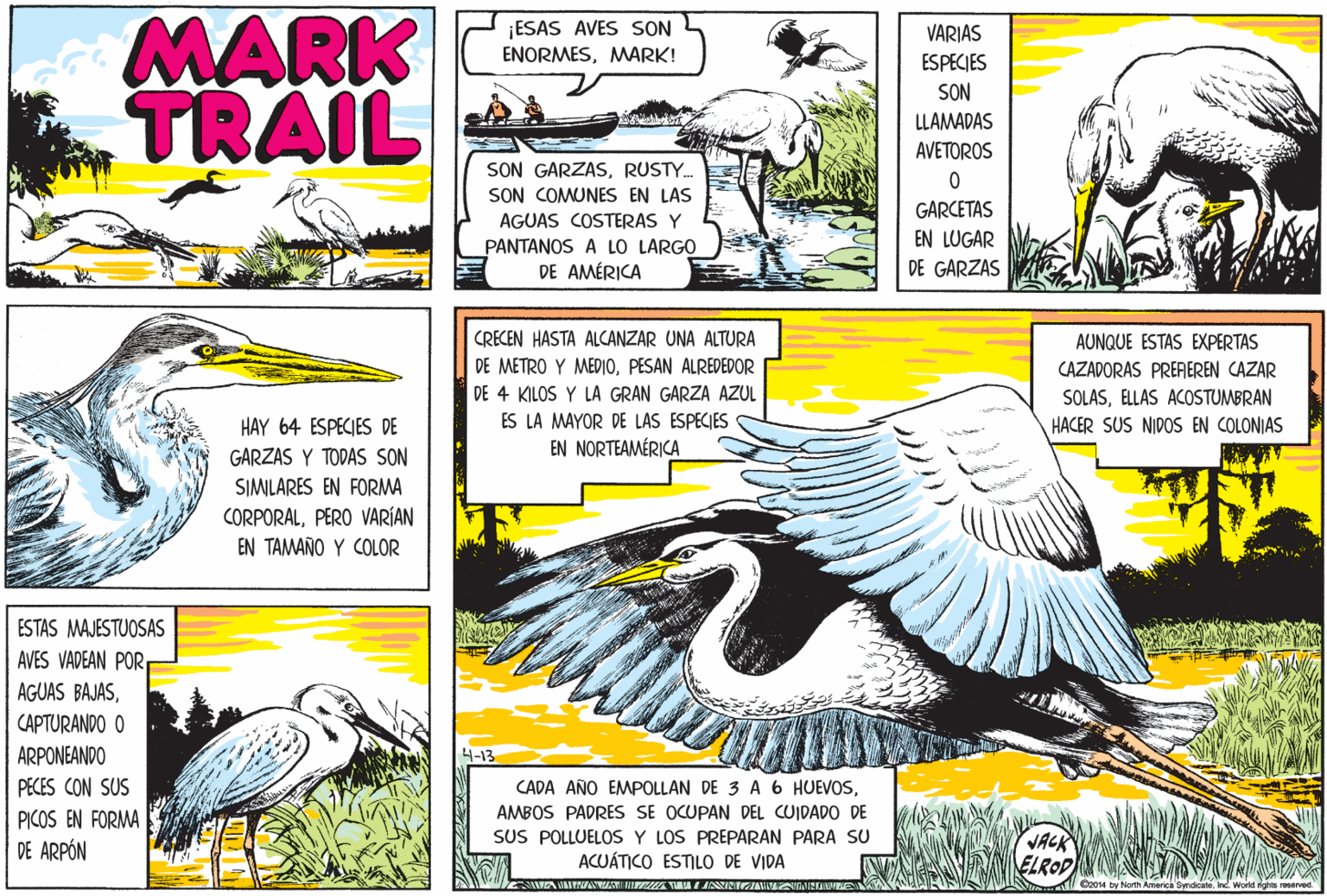 Art OCR: MARK TRAIL ¡ESAS AVES SON ENORMESMARK! VARIAS ESPECIES SON LLAMADAS AVETOROS SON GARZASRUSTY. SON COMUNES EN LAS AGUAS COSTERAS Y PANTANOS A LO LARGO DE AMÉRICA GARCETAS EN LUGAR DE GARZAS CRECEN HASTA ALCANZAR UNA ALTURA AUNQUE ESTAS EXPERTAS CAZADORAS PREAEREN CAZAR DE METRO Y MEDIOPESAN ALREDEDOR DE 4 KILOS Y LA GRAN GARZA AZUL SOLASELLAS ACOSTUMBRAN HACER SUS NIDOS EN COLONIAS HAY 64 ESPECIES DE ES LA MAYOR DE LAS ESPECIES GARZAS Y TODAS SON EN NORTEAMÉRICA SIMILARES EN FORMA CORPORALPERO VARÍAN EN TAMAÑO Y COLOR ESTAS MAJESTUOSAS AVES VADEAN POR AGUAS BAJASCAPTURANDO O ARPONEANDO 4-13 PECES CON SUS CADA AÑO EMPOLLAN DE 3 A6 HUEVOSPICOS EN FORMA DE ARPÓN AMBOS PADRES SE OCUPAN DEL CUIDADO DE SUS POLLUELOS Y LOS PREPARAN PARA SU ACUÁTICO ESTILO DE VIDA VACK ELROD O2014 by North America SyndcaeInc. Woitd ghts reservec ??) MARK TRAIL ¡ESAS AVES SON ENORMESMARK! VARIAS ESPECIES SON LLAMADAS AVETOROS SON GARZASRUSTY. SON COMUNES EN LAS AGUAS COSTERAS Y PANTANOS A LO LARGO DE AMÉRICA GARCETAS EN LUGAR DE GARZAS CRECEN HASTA ALCANZAR UNA ALTURA AUNQUE ESTAS EXPERTAS CAZADORAS PREAEREN CAZAR DE METRO Y MEDIOPESAN ALREDEDOR DE 4 KILOS Y LA GRAN GARZA AZUL SOLASELLAS ACOSTUMBRAN HACER SUS NIDOS EN COLONIAS HAY 64 ESPECIES DE ES LA MAYOR DE LAS ESPECIES GARZAS Y TODAS SON EN NORTEAMÉRICA SIMILARES EN FORMA CORPORALPERO VARÍAN EN TAMAÑO Y COLOR ESTAS MAJESTUOSAS AVES VADEAN POR AGUAS BAJASCAPTURANDO O ARPONEANDO 4-13 PECES CON SUS CADA AÑO EMPOLLAN DE 3 A6 HUEVOSPICOS EN FORMA DE ARPÓN AMBOS PADRES SE OCUPAN DEL CUIDADO DE SUS POLLUELOS Y LOS PREPARAN PARA SU ACUÁTICO ESTILO DE VIDA VACK ELROD O2014 by North America SyndcaeInc. Woitd ghts reservec ?? )