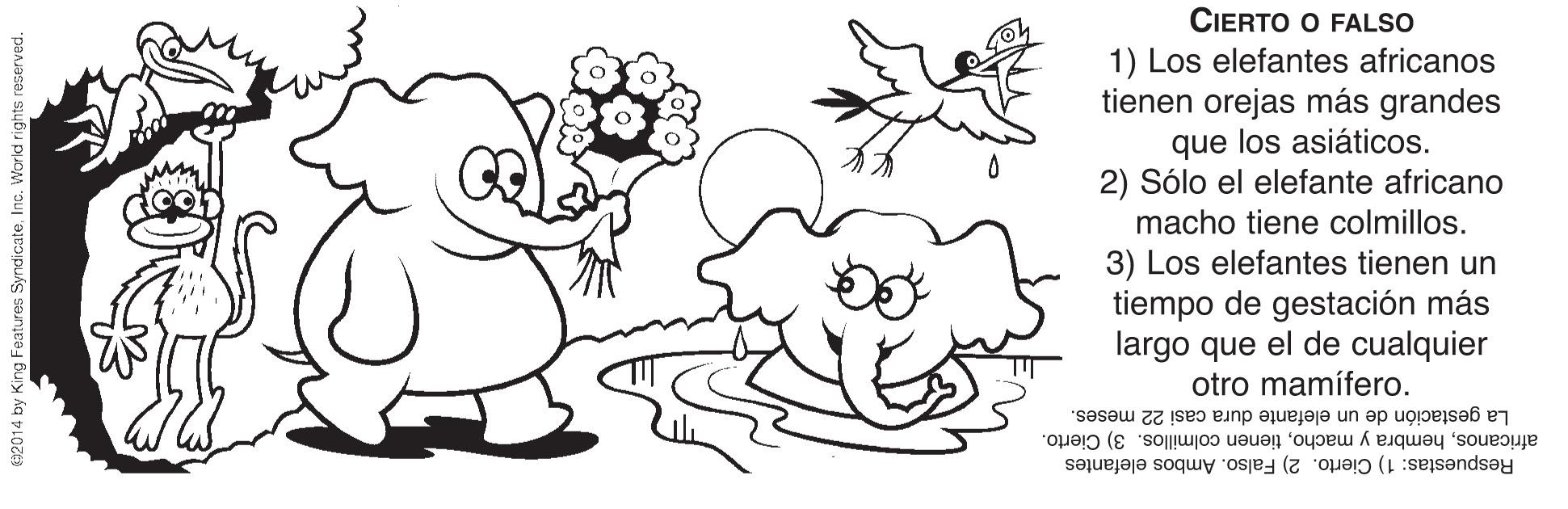 Nature OCR: CIERTO O FALSO 1) Los elefantes africanos tienen orejas más grandes que los asiáticos. 2) Sólo el elefante africano macho tiene colmillos. 3) Los elefantes tienen un tiempo de gestación más largo que el de cualquier otro mamífero. La gestación de un elefante dura casi 22 meses. africanostienen colmillos. 3) Cierto. Respuestas: 1) Cierto. 2) Falso. Ambos elefantes 2014 by King Features SyndicateInc. World rights reserved. CIERTO O FALSO 1) Los elefantes africanos tienen orejas más grandes que los asiáticos. 2) Sólo el elefante africano macho tiene colmillos. 3) Los elefantes tienen un tiempo de gestación más largo que el de cualquier otro mamífero. La gestación de un elefante dura casi 22 meses. africanoshembra y machotienen colmillos. 3) Cierto. Respuestas: 1) Cierto. 2) Falso. Ambos elefantes 2014 by King Features SyndicateInc. World rights reserved.