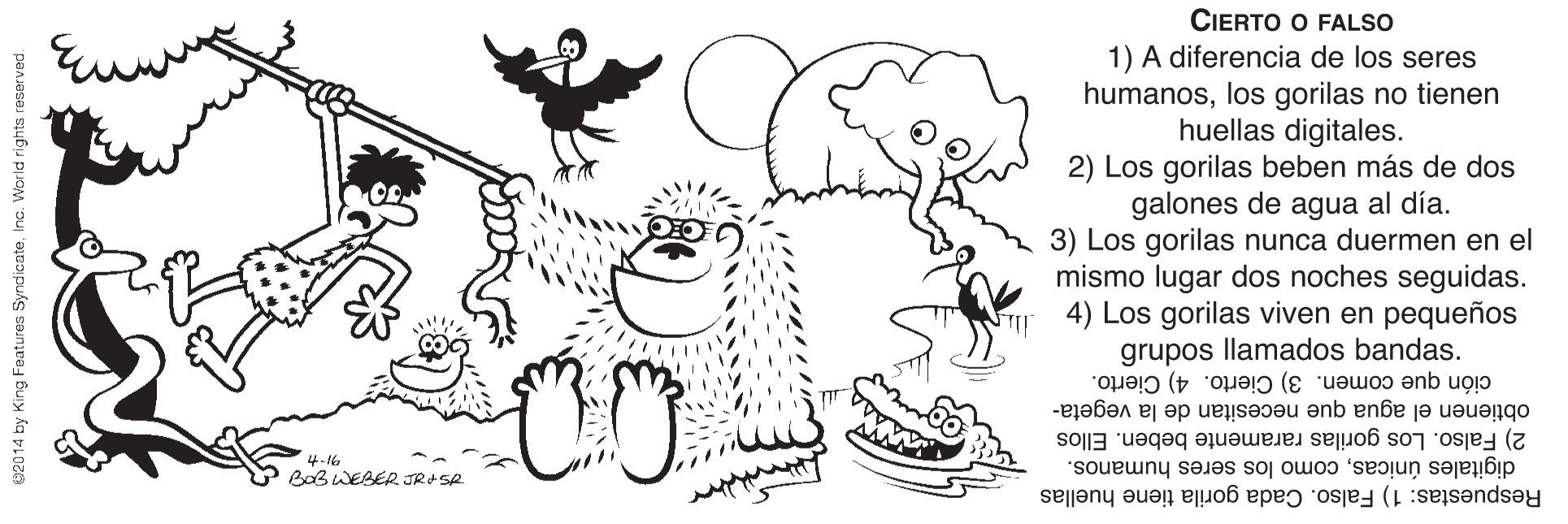 Organism OCR: CIERTO O FALSO 1) A diferencia de los seres humanoslos gorilas no tienen huellas digitales. 2) Los gorilas beben más de dos galones de agua al día. 3) Los gorilas nunca duermen en el mismo lugar dos noches seguidas. 4) Los gorilas viven en pequeños grupos llamados bandas. ción que comen. 3) Cierto. 4) Cierto. obtienen el agua que necesitan de la vegeta- 2) Falso. Los gorilas raramente beben. Ellos digitales únicascomo los seres humanos. Respuestas: 1) Falso. Cada gorila tiene huellas 4-16 BoBWEBER JRSA 92014 by King Foatures SyndicateInc. World rights reserved. CIERTO O FALSO 1) A diferencia de los seres humanoslos gorilas no tienen huellas digitales. 2) Los gorilas beben más de dos galones de agua al día. 3) Los gorilas nunca duermen en el mismo lugar dos noches seguidas. 4) Los gorilas viven en pequeños grupos llamados bandas. ción que comen. 3) Cierto. 4) Cierto. obtienen el agua que necesitan de la vegeta- 2) Falso. Los gorilas raramente beben. Ellos digitales únicascomo los seres humanos. Respuestas: 1) Falso. Cada gorila tiene huellas 4-16 BoBWEBER JRSA 92014 by King Foatures SyndicateInc. World rights reserved.