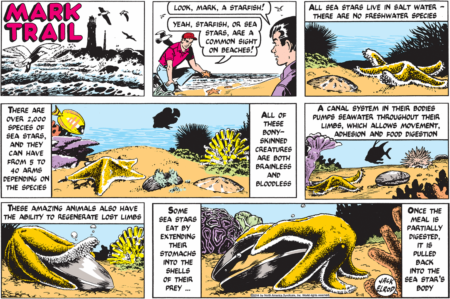 Line OCR: MARK TRAIL LOOKA STARFISH! ALL SEA STARS LIVE IN SALT WATER - THERE ARE NO FRESHWATER SPECIES YEAHOR SEA STARSARE A COMMON SIGHT ON BEACHES! THERE ARE OVER 2000 SPECIES OF SEA STARSAND THEY CAN HAVE A CANAL SYSTEM IN THEIR BODIES PUMPS SEAWATER THROUGHOUT THEIR LIMBSADHESION AND FOOD DIGESTION ALL OF THESE BONY- SKINNED CREATURES FROM 5 TO 40 ARMS DEPENDING ON THE SPECIES ARE BOTH BRAINLESS AND BLOODLESS THESE AMAZING ANIMALS ALSO HAVE THE ABILITY TO REGENERATE LOST LIMBS SOME SEA STARS EAT BY EXTENDING ONCE THE MEAL IS PARTIALLY DIGESTEDIT IS THEIR STOMACHS INTO THE SHELLS PULLED ???K OF THEIR PREY .. VACK ELROD INTO THE SEA STAR'S BODY Workd righits nearved MARK TRAIL LOOKA STARFISH! ALL SEA STARS LIVE IN SALT WATER - THERE ARE NO FRESHWATER SPECIES YEAHOR SEA STARSARE A COMMON SIGHT ON BEACHES! THERE ARE OVER 2000 SPECIES OF SEA STARSAND THEY CAN HAVE A CANAL SYSTEM IN THEIR BODIES PUMPS SEAWATER THROUGHOUT THEIR LIMBSWHICH ALLOWS MOVEMENTADHESION AND FOOD DIGESTION ALL OF THESE BONY- SKINNED CREATURES FROM 5 TO 40 ARMS DEPENDING ON THE SPECIES ARE BOTH BRAINLESS AND BLOODLESS THESE AMAZING ANIMALS ALSO HAVE THE ABILITY TO REGENERATE LOST LIMBS SOME SEA STARS EAT BY EXTENDING ONCE THE MEAL IS PARTIALLY DIGESTEDIT IS THEIR STOMACHS INTO THE SHELLS PULLED ???K OF THEIR PREY .. VACK ELROD INTO THE SEA STAR'S BODY Workd righits nearved