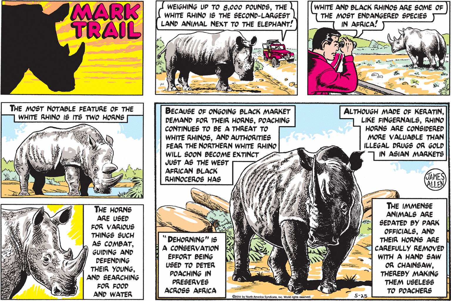 Art OCR: MARK TRAIL WEIGHING UP TO 8THE WHITE RHINO IS THE SECOND-LARGEST LAND ANIMAL NEXT TO THE ELEPHANT! WHITE AND BLACK RHINOS ARE SOME OF THE MOST ENDANGERED SPECIES IN AFRICA! THE MOST NOTABLE FEATURE OF THE WHITE RHINO IS ITS TWO HORNS BECAUSE OF ONGOING BLACK MARKET DEMAND FOR THEIR HORNSPOACHING CONTINUES TO BE A THREAT TO WHITE RHINOSAND AUTHORITIES FEAR THE NORTHERN WHITE RHINO WILL SOON BECOME EXTINCT JUST AS THE WEST AFRICAN BLACK RHINOCEROS HAS ALTHOUGH MADE OF KERATINRHINO HORNS ARE CONSIDERED MORE VALUABLE THAN ILLEGAL DRUGS OR GOLD IN ASIAN MARKETS JAMES ALLEN THE HORNS ARE USED FOR VARIOUS THINGS SUCH AS COMBATGUIDING AND DEFENDING THEIR YOUNGAND SEARCHING FOR FOOD AND WATER THE IMMENSE ANIMALS ARE SEDATED BY PARK OFFICIALSAND THEIR HORNS ARE CAREFULLY REMOVED WITH A HAND SAW OR CHAINSAWWTHEREBY MAKING THEM USELESS TO POACHERS DEHORNING" IS A CONSERVATION EFFORT BEING USED TO DETER POACHING IN PRESERVES ACROSS AFRICA O2014 by North Ameriea Syndicateinc. Workd rights reerved. 5-25 MARK TRAIL WEIGHING UP TO 8000 POUNDSTHE WHITE RHINO IS THE SECOND-LARGEST LAND ANIMAL NEXT TO THE ELEPHANT! WHITE AND BLACK RHINOS ARE SOME OF THE MOST ENDANGERED SPECIES IN AFRICA! THE MOST NOTABLE FEATURE OF THE WHITE RHINO IS ITS TWO HORNS BECAUSE OF ONGOING BLACK MARKET DEMAND FOR THEIR HORNSPOACHING CONTINUES TO BE A THREAT TO WHITE RHINOSAND AUTHORITIES FEAR THE NORTHERN WHITE RHINO WILL SOON BECOME EXTINCT JUST AS THE WEST AFRICAN BLACK RHINOCEROS HAS ALTHOUGH MADE OF KERATINLIKE FINGERNAILSRHINO HORNS ARE CONSIDERED MORE VALUABLE THAN ILLEGAL DRUGS OR GOLD IN ASIAN MARKETS JAMES ALLEN THE HORNS ARE USED FOR VARIOUS THINGS SUCH AS COMBATGUIDING AND DEFENDING THEIR YOUNGAND SEARCHING FOR FOOD AND WATER THE IMMENSE ANIMALS ARE SEDATED BY PARK OFFICIALSAND THEIR HORNS ARE CAREFULLY REMOVED WITH A HAND SAW OR CHAINSAWWTHEREBY MAKING THEM USELESS TO POACHERS DEHORNING" IS A CONSERVATION EFFORT BEING USED TO DETER POACHING IN PRESERVES ACROSS AFRICA O2014 by North Ameriea Syndicateinc. Workd rights reerved. 5-25