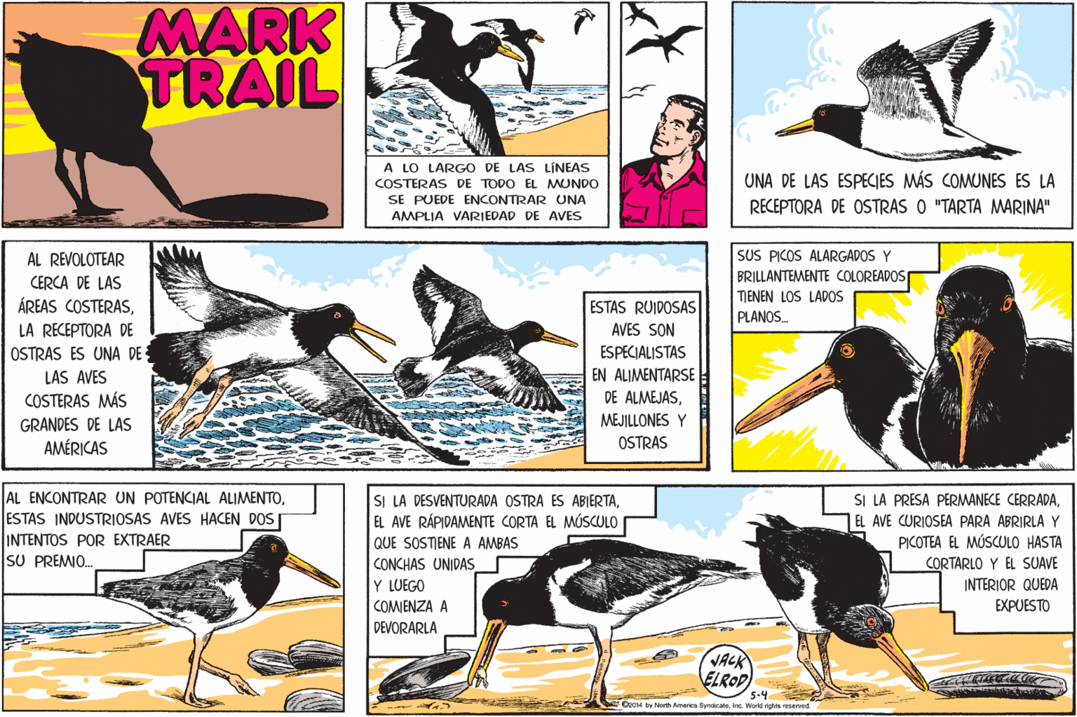 Fictional character OCR: MARK TRAIL A LO LARGO DE LAS LÍNEAS UNA DE LAS ESPECIES MÁS COMUNES ES LA COSTERAS DE TODO EL MUNDO SE PUEDE ENCONTRAR UNA AMPLIA VARIEDAD DE AVES RECEPTORA DE OSTRAS O "TARTA MARINA" SUS PICOS ALARGADOS Y BRILLANTEMENTE COLOREADOS AL REVOLOTEAR CERCA DE LAS ÁREAS COSTERASLA RECEPTORA DE OSTRAS ES UNA DE ESTAS RUIDOSAS AVES SON TIENEN LOS LADOS PLANOS. ESPECIALISTAS EN ALIMENTARSE DE ALMEJASLAS AVES COSTERAS MÁS MEJILLONES Y GRANDES DE LAS AMÉRICAS OSTRAS AL ENCONTRAR UN POTENCIAL ALIMENTOESTAS INDUSTRIOSAS AVES HACEN DOSI INTENTOS POR EXTRAER SU PREMIO. SI LA PRESA PERMANECE CERRADAEL AVE CURIOSEA PARA ABRIRLA Y PICOTEA EL MÚSCULO HASTA SI LA DESVENTURADA OSTRA ES ABIERTAEL AVE RÁPIDAMENTE CORTA EL MÚSCULO QUE SOSTIENE A AMBAS CORTARLO Y EL SUAVE INTERIOR QUEDA EXPUESTO CONCHAS UNIDAS Y LUEGO COMIENZA A DEVORARLA VACK ELROP 5.4 Go014 by North Ameres SynaraleIre. Word nohis reserved. MARK TRAIL A LO LARGO DE LAS LÍNEAS UNA DE LAS ESPECIES MÁS COMUNES ES LA COSTERAS DE TODO EL MUNDO SE PUEDE ENCONTRAR UNA AMPLIA VARIEDAD DE AVES RECEPTORA DE OSTRAS O "TARTA MARINA" SUS PICOS ALARGADOS Y BRILLANTEMENTE COLOREADOS AL REVOLOTEAR CERCA DE LAS ÁREAS COSTERASLA RECEPTORA DE OSTRAS ES UNA DE ESTAS RUIDOSAS AVES SON TIENEN LOS LADOS PLANOS. ESPECIALISTAS EN ALIMENTARSE DE ALMEJASLAS AVES COSTERAS MÁS MEJILLONES Y GRANDES DE LAS AMÉRICAS OSTRAS AL ENCONTRAR UN POTENCIAL ALIMENTOESTAS INDUSTRIOSAS AVES HACEN DOSI INTENTOS POR EXTRAER SU PREMIO. SI LA PRESA PERMANECE CERRADAEL AVE CURIOSEA PARA ABRIRLA Y PICOTEA EL MÚSCULO HASTA SI LA DESVENTURADA OSTRA ES ABIERTAEL AVE RÁPIDAMENTE CORTA EL MÚSCULO QUE SOSTIENE A AMBAS CORTARLO Y EL SUAVE INTERIOR QUEDA EXPUESTO CONCHAS UNIDAS Y LUEGO COMIENZA A DEVORARLA VACK ELROP 5.4 Go014 by North Ameres SynaraleIre. Word nohis reserved.