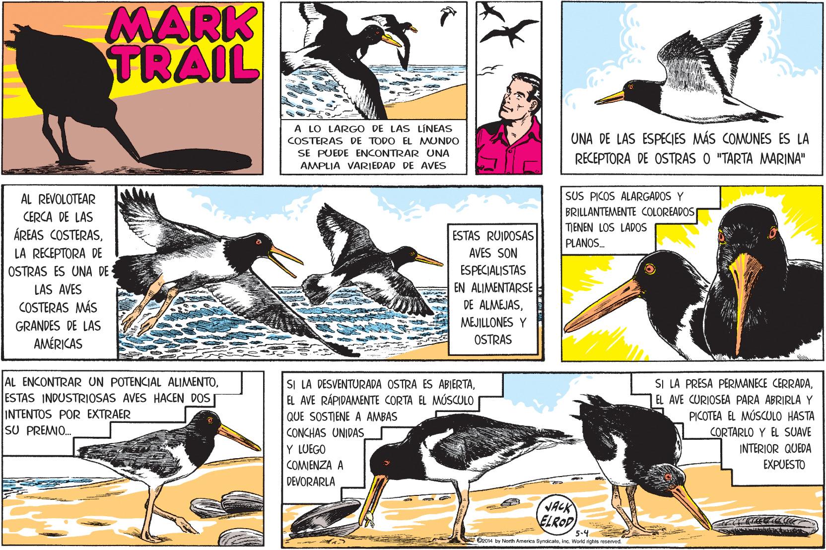 Bird OCR: MARK TRAIL A LO LARGO DE LAS LÍNEAS UNA DE LAS ESPECIES MÁS COMUNES ES LA COSTERAS DE TODO EL MUNDO SE PUEDE ENCONTRAR UNA AMPLIA VARIEDAD DE AVES RECEPTORA DE OSTRAS O "TARTA MARINA" SUS PICOS ALARGADOS Y BRILLANTEMENTE COLOREADOS AL REVOLOTEAR CERCA DE LAS ÁREAS COSTERASLA RECEPTORA DE OSTRAS ES UNA DE ESTAS RUIDOSAS AVES SON TIENEN LOS LADOS PLANOS. ESPECIALISTAS EN ALIMENTARSE DE ALMEJASLAS AVES COSTERAS MÁS MEJILLONES Y GRANDES DE LAS AMÉRICAS OSTRAS AL ENCONTRAR UN POTENCIAL ALIMENTOESTAS INDUSTRIOSAS AVES HACEN DOSI INTENTOS POR EXTRAER SU PREMIO. SI LA PRESA PERMANECE CERRADAEL AVE CURIOSEA PARA ABRIRLA Y PICOTEA EL MÚSCULO HASTA SI LA DESVENTURADA OSTRA ES ABIERTAEL AVE RÁPIDAMENTE CORTA EL MÚSCULO QUE SOSTENE A AMBAS CORTARLO Y EL SUAVE INTERIOR QUEDA EXPUESTO CONCHAS UNIDAS Y LUEGO COMIENZA A DEVORARLA VACK ELROP 5-4 G04 by Noth Ameres SynacalsInc. Word ights resenved. MARK TRAIL A LO LARGO DE LAS LÍNEAS UNA DE LAS ESPECIES MÁS COMUNES ES LA COSTERAS DE TODO EL MUNDO SE PUEDE ENCONTRAR UNA AMPLIA VARIEDAD DE AVES RECEPTORA DE OSTRAS O "TARTA MARINA" SUS PICOS ALARGADOS Y BRILLANTEMENTE COLOREADOS AL REVOLOTEAR CERCA DE LAS ÁREAS COSTERASLA RECEPTORA DE OSTRAS ES UNA DE ESTAS RUIDOSAS AVES SON TIENEN LOS LADOS PLANOS. ESPECIALISTAS EN ALIMENTARSE DE ALMEJASLAS AVES COSTERAS MÁS MEJILLONES Y GRANDES DE LAS AMÉRICAS OSTRAS AL ENCONTRAR UN POTENCIAL ALIMENTOESTAS INDUSTRIOSAS AVES HACEN DOSI INTENTOS POR EXTRAER SU PREMIO. SI LA PRESA PERMANECE CERRADAEL AVE CURIOSEA PARA ABRIRLA Y PICOTEA EL MÚSCULO HASTA SI LA DESVENTURADA OSTRA ES ABIERTAEL AVE RÁPIDAMENTE CORTA EL MÚSCULO QUE SOSTENE A AMBAS CORTARLO Y EL SUAVE INTERIOR QUEDA EXPUESTO CONCHAS UNIDAS Y LUEGO COMIENZA A DEVORARLA VACK ELROP 5-4 G04 by Noth Ameres SynacalsInc. Word ights resenved.