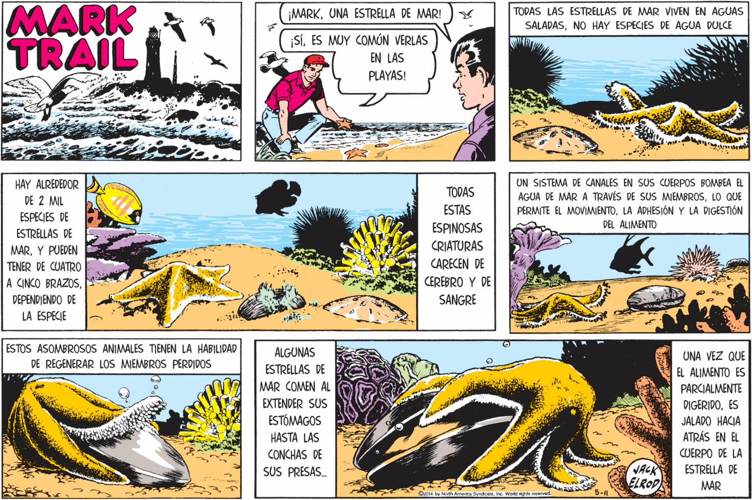 Comics OCR: MARK TRAIL ¡MARKUNA ESTRELLA DE MAR! TODAS LAS ESTRELLAS DE MAR VIVEN EN AGUAS SALADASNO HAY ESPECIES DE AGUA DULCE SIES MUY COMÚN VERLAS EN LAS PLAYAS! UN SISTEMA DE CANALES EN SUS CUERPOS BOMBEA EL AGUA DE MAR A TRAVÉS DE SUS MIEMBROSLO QUE PERMITE EL MOVIMIENTOLA ADHESIÓN Y LA DIGESTIÓN DEL ALIMENTO HAY ALREDEDOR TODAS DE 2 MIL ESTAS ESPECIES DE ESPINOSAS CRIATURAS CARECEN DE CEREBRO Y DE ESTRELLAS DE MARY PUEDEN TENER DE CUATRO A CINCO BRAZOSDEPENDIENDO DE SANGRE LA ESPECIE ESTOS ASOMBROSOS ANIMALES TENEN LA HABILIDAD ALGUNAS UNA VEZ QUE DE REGENERAR LOS MIEMBROS PER0IDOS ESTRELLAS DE EL ALIMENTO ES PARCIALMENTE DIGERIDOES JALADO HACIA ATRÁS EN EL MAR COMEN AL EXTENDER SUS ESTÓMAGOS HASTA LAS CUERPO DE LA ESTRELLA DE CONCHAS DE VACK ELROD SUS PRESAS. MAR Wardd nights ranrved. MARK TRAIL ¡MARKUNA ESTRELLA DE MAR! TODAS LAS ESTRELLAS DE MAR VIVEN EN AGUAS SALADASNO HAY ESPECIES DE AGUA DULCE SIES MUY COMÚN VERLAS EN LAS PLAYAS! UN SISTEMA DE CANALES EN SUS CUERPOS BOMBEA EL AGUA DE MAR A TRAVÉS DE SUS MIEMBROSLO QUE PERMITE EL MOVIMIENTOLA ADHESIÓN Y LA DIGESTIÓN DEL ALIMENTO HAY ALREDEDOR TODAS DE 2 MIL ESTAS ESPECIES DE ESPINOSAS CRIATURAS CARECEN DE CEREBRO Y DE ESTRELLAS DE MARY PUEDEN TENER DE CUATRO A CINCO BRAZOSDEPENDIENDO DE SANGRE LA ESPECIE ESTOS ASOMBROSOS ANIMALES TENEN LA HABILIDAD ALGUNAS UNA VEZ QUE DE REGENERAR LOS MIEMBROS PER0IDOS ESTRELLAS DE EL ALIMENTO ES PARCIALMENTE DIGERIDOES JALADO HACIA ATRÁS EN EL MAR COMEN AL EXTENDER SUS ESTÓMAGOS HASTA LAS CUERPO DE LA ESTRELLA DE CONCHAS DE VACK ELROD SUS PRESAS. MAR Wardd nights ranrved.