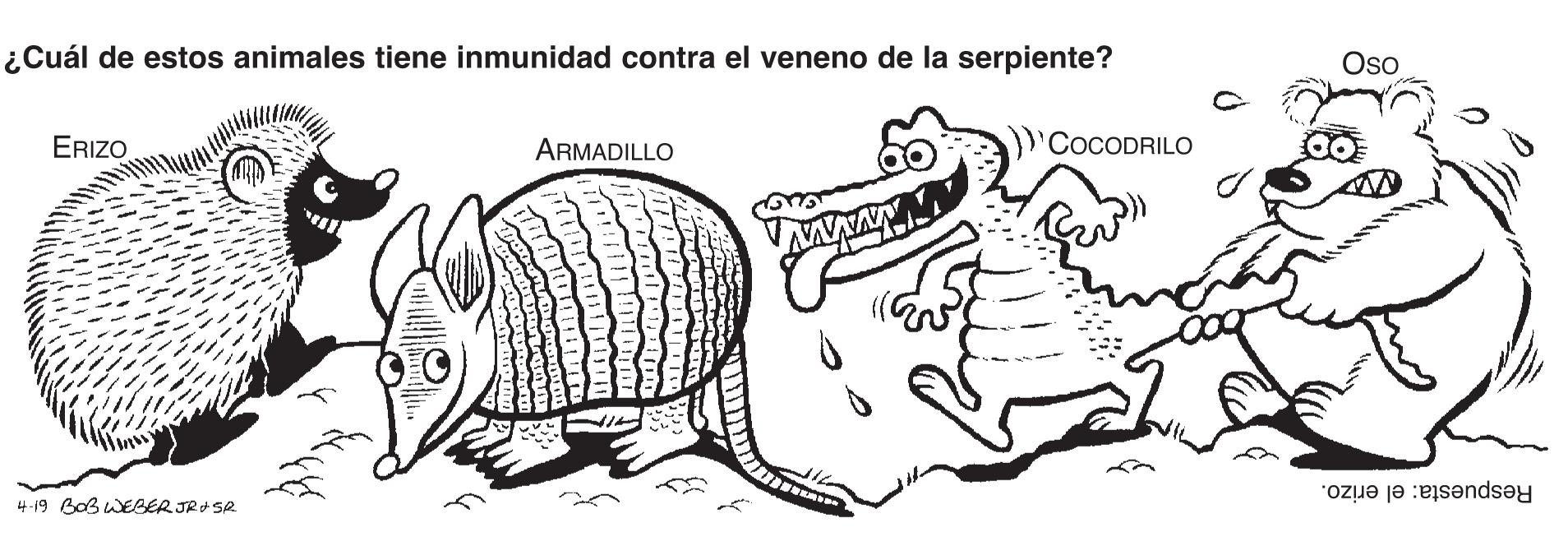 Adaptation OCR: ¿Cuál de estos animales tiene inmunidad contra el veneno de la serpiente? Oso ERIZO )'COCODRILO ARMADILLO www. 4-19 Bas WEGER JR SR Respuesta: el erizo. ¿Cuál de estos animales tiene inmunidad contra el veneno de la serpiente? Oso ERIZO )'COCODRILO ARMADILLO www. 4-19 Bas WEGER JR SR Respuesta: el erizo.
