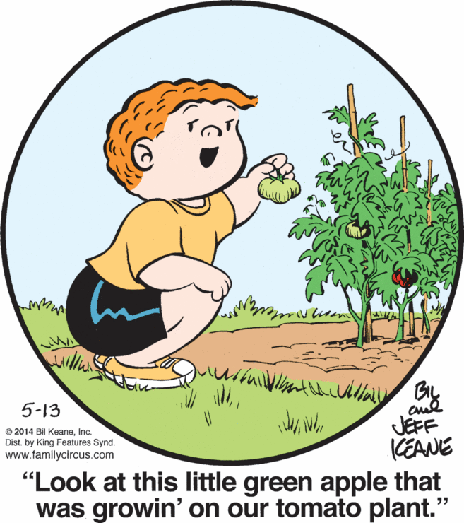 Grass OCR: BL 5-13 JEFF KEANE "Look at this little green apple that was growin' on our tomato plant." © 2014 Bil KeaneInc. Dist. by King Features Synd. www.familycircus.com BL 5-13 JEFF KEANE "Look at this little green apple that was growin' on our tomato plant." © 2014 Bil KeaneInc. Dist. by King Features Synd. www.familycircus.com