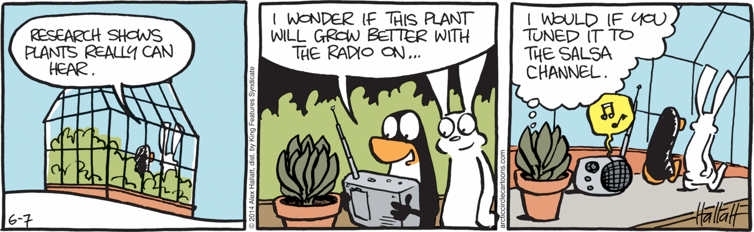 Animated cartoon OCR: RESEARCH SHOWS PLANTS REALLY CAN HEAR. I WONDER IF THIS PLANT WILL GROW BETTER WITH THE RADIO ON.. I WOULD IF you. TUNED IT To THE SALSA CHANNEL. 6-7 Hala RESEARCH SHOWS PLANTS REALLY CAN HEAR. I WONDER IF THIS PLANT WILL GROW BETTER WITH THE RADIO ON.. I WOULD IF you. TUNED IT To THE SALSA CHANNEL. 6-7 Hala