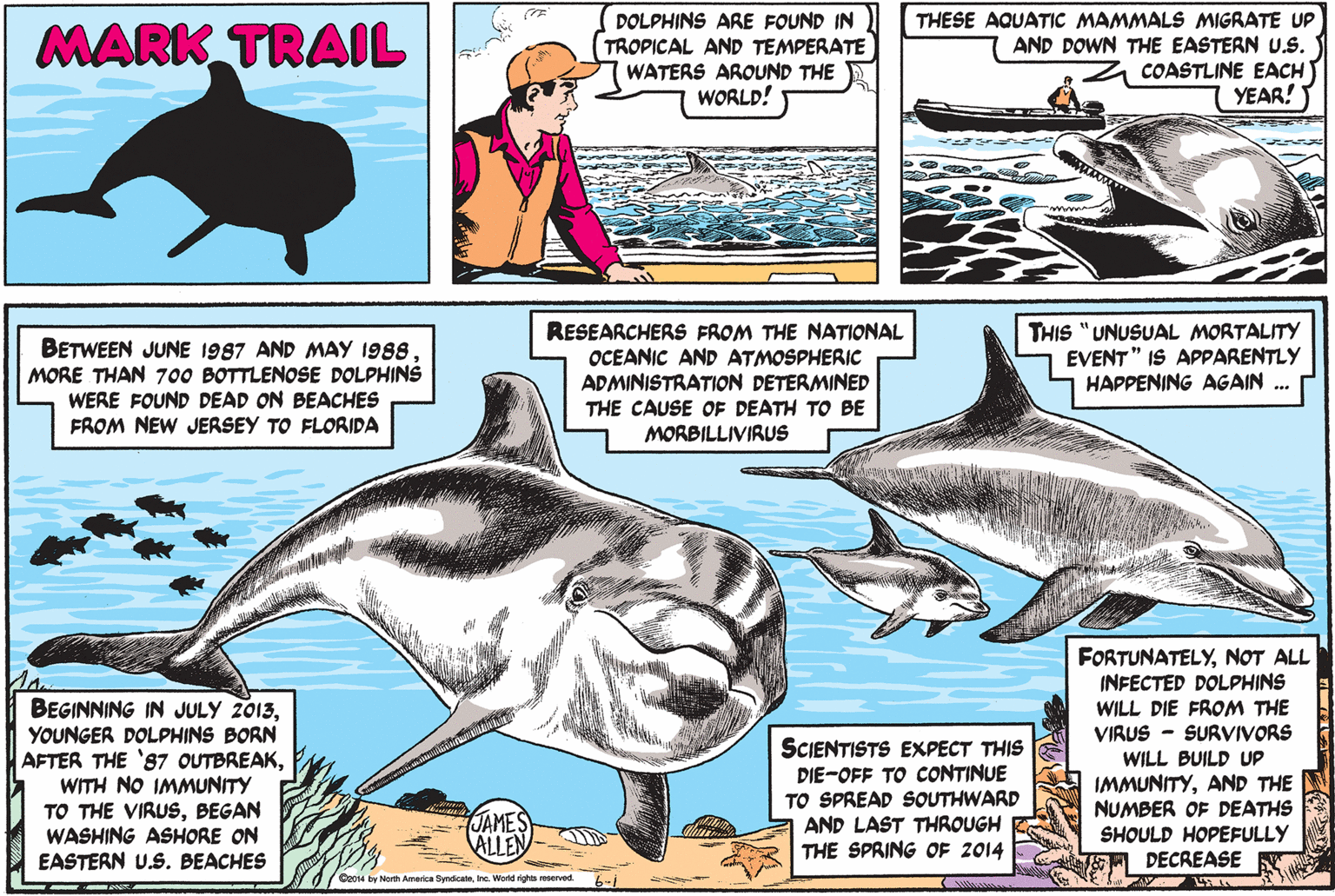 Marine mammal OCR: DOLPHINS ARE FOUND IN (TROPICAL AND TEMPERATE WATERS AROUND THE WORLD! THESE AQUATIC MAMMALS MIGRATE UP MARK TRAIL AND DOWN THE EASTERN U.S. COASTLINE EACH YEAR! BETWEEN JUNE 1987 AND MAY 1988 MORE THAN 700 BOTTLENOSE DOLPHINS WERE FOUND DEAD ON BEACHES FROM NEW JERSEY TO FLORIDA RESEARCHERS FROM THE NATIONAL OCEANIC AND ATMOSPHERIC ADMINISTRATION DETERMINED THE CAUSE OF DEATH TO BE MORBILLIVIRUS THIS "UNUSUAL MORTALITY EVENT" IS APPARENTLY HAPPENING AGAIN .. FORTUNATELYNOT ALL INFECTED DOLPHINS WILL DIE FROM THE BEGINNING IN JULY 2013YOUNGER DOLPHINS BORN AFTER THE 'S7 OUTBREAKWITH NO IMMUNITY TO THE VIRUSBEGAN WASHING ASHORE ON EASTERN U.S. BEACHES VIRUS - SURVIVORS WILL BUILD UP SCIENTISTS EXPECT THIS DIE-OFF TO CONTINUE TO SPREAD SOUTHWARD AND LAST THROUGH THE SPRING OF 2014 IMMUNITYAND THE NUMBER OF DEATHS SHOULD HOPEFULLY JAMES ALLEN DECREASE Co014 by North America SyndicateInc. World rights reserved. DOLPHINS ARE FOUND IN (TROPICAL AND TEMPERATE WATERS AROUND THE WORLD! THESE AQUATIC MAMMALS MIGRATE UP MARK TRAIL AND DOWN THE EASTERN U.S. COASTLINE EACH YEAR! BETWEEN JUNE 1987 AND MAY 1988 MORE THAN 700 BOTTLENOSE DOLPHINS WERE FOUND DEAD ON BEACHES FROM NEW JERSEY TO FLORIDA RESEARCHERS FROM THE NATIONAL OCEANIC AND ATMOSPHERIC ADMINISTRATION DETERMINED THE CAUSE OF DEATH TO BE MORBILLIVIRUS THIS "UNUSUAL MORTALITY EVENT" IS APPARENTLY HAPPENING AGAIN .. FORTUNATELYNOT ALL INFECTED DOLPHINS WILL DIE FROM THE BEGINNING IN JULY 2013YOUNGER DOLPHINS BORN AFTER THE 'S7 OUTBREAKWITH NO IMMUNITY TO THE VIRUSBEGAN WASHING ASHORE ON EASTERN U.S. BEACHES VIRUS - SURVIVORS WILL BUILD UP SCIENTISTS EXPECT THIS DIE-OFF TO CONTINUE TO SPREAD SOUTHWARD AND LAST THROUGH THE SPRING OF 2014 IMMUNITYAND THE NUMBER OF DEATHS SHOULD HOPEFULLY JAMES ALLEN DECREASE Co014 by North America SyndicateInc. World rights reserved.