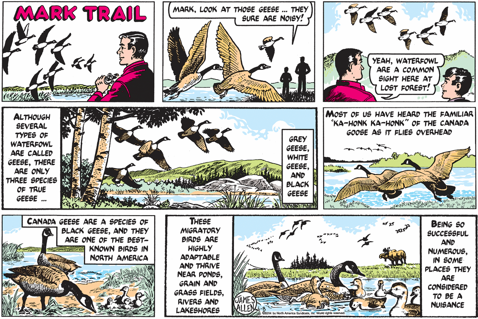 Art OCR: MARK TRAIL MARKLOOK AT THOSE GEESE . THEY SURE ARE NOISY! YEAHWATERFOWL ARE A COMMON SIGHT HERE AT LOST FOREST! ALTHOUGH SEVERAL MOST OF US HAVE HEARD THE FAMILIAR "KA-HONK KA-HONK" OF THE CANADA GOOSE AS IT FLIES OVERHEAD TYPES OF GREY GEESEWATERFOWL ARE CALLED GEESETHERE ARE ONLY THREE SPECIES WHITE GEESEAND BLACK OF TRUE GEESE .. GEESE THESE CANADA GEESE ARE A SPECIES OF BLACK GEESEAND THEY ARE ONE OF THE BEST- KNOWN BIRDS IN NORTH AMERICA BEING SO MIGRATORY BIRDS ARE HIGHLY SUCCESSFUL ADAPTABLE AND THRIVE NEAR PONDSGRAIN AND GRASS FIELDSRIVERS AND LAKESHORES AND NUMEROUSIN SOME PLACES THEY ARE CONSIDERED TO BE A NUISANCE ALLE Gz014 by North America SyndicateInc. World righte reserved MARK TRAIL MARKLOOK AT THOSE GEESE . THEY SURE ARE NOISY! YEAHWATERFOWL ARE A COMMON SIGHT HERE AT LOST FOREST! ALTHOUGH SEVERAL MOST OF US HAVE HEARD THE FAMILIAR "KA-HONK KA-HONK" OF THE CANADA GOOSE AS IT FLIES OVERHEAD TYPES OF GREY GEESEWATERFOWL ARE CALLED GEESETHERE ARE ONLY THREE SPECIES WHITE GEESEAND BLACK OF TRUE GEESE .. GEESE THESE CANADA GEESE ARE A SPECIES OF BLACK GEESEAND THEY ARE ONE OF THE BEST- KNOWN BIRDS IN NORTH AMERICA BEING SO MIGRATORY BIRDS ARE HIGHLY SUCCESSFUL ADAPTABLE AND THRIVE NEAR PONDSGRAIN AND GRASS FIELDSRIVERS AND LAKESHORES AND NUMEROUSIN SOME PLACES THEY ARE CONSIDERED TO BE A NUISANCE ALLE Gz014 by North America SyndicateInc. World righte reserved