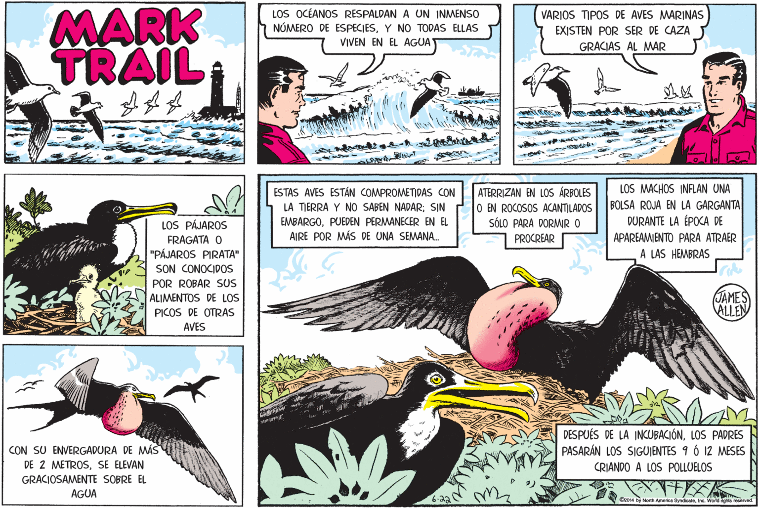 Wing OCR: MARK TRAIL LOS OCÉANOS RESPALDAN A UN INMENSO NÚMERO DE ESPECIESY NO TODAS ELLAS VIVEN EN EL AGUA VARIOS TIPOS DE AVES MARINAS EXISTEN POR SER DE CAZA GRACIAS AL MAR LOS MACHOS INFLAN UNA BOLSA ROJA EN LA GARGANTA DURANTE LA ÉPOCA DE APAREAMENTO PARA ATRAER ESTAS AVES ESTÁN COMPROMETIDAS CON ATERRIZAN EN LOS ÁRBOLES O EN ROCOSOS ACANTILADOS SÓLO PARA DORMIR O LA TIERRA Y NO SABEN NADAR; SIN EMBARGOPUEDEN PERMANECER EN EL AIRE POR MÁS DE UNA SEMANA. LOS PÁJAROS FRAGATA O PROCREAR "PÁJAROS PIRATA" SON CONOCIDOS A LAS HEMBRAS POR ROBAR SUS JAMES ALLEN ALIMENTOS DE LOS PICOS DE OTRAS AVES DESPUÉS DE LA INCUBACIÓNLOS PADRES PASARÁN LOS SIGUJENTES 9 Ó 12 MESES CON SU ENVERGADURA DE MÁS DE 2 METROSSE ELEVAN CRIANDO A LOS POLLUELOS GRACIOSAMENTE SOBRE EL AGUA Oc014 by North America SyndicateIne. World nghta erved. MARK TRAIL LOS OCÉANOS RESPALDAN A UN INMENSO NÚMERO DE ESPECIESY NO TODAS ELLAS VIVEN EN EL AGUA VARIOS TIPOS DE AVES MARINAS EXISTEN POR SER DE CAZA GRACIAS AL MAR LOS MACHOS INFLAN UNA BOLSA ROJA EN LA GARGANTA DURANTE LA ÉPOCA DE APAREAMENTO PARA ATRAER ESTAS AVES ESTÁN COMPROMETIDAS CON ATERRIZAN EN LOS ÁRBOLES O EN ROCOSOS ACANTILADOS SÓLO PARA DORMIR O LA TIERRA Y NO SABEN NADAR; SIN EMBARGOPUEDEN PERMANECER EN EL AIRE POR MÁS DE UNA SEMANA. LOS PÁJAROS FRAGATA O PROCREAR "PÁJAROS PIRATA" SON CONOCIDOS A LAS HEMBRAS POR ROBAR SUS JAMES ALLEN ALIMENTOS DE LOS PICOS DE OTRAS AVES DESPUÉS DE LA INCUBACIÓNLOS PADRES PASARÁN LOS SIGUJENTES 9 Ó 12 MESES CON SU ENVERGADURA DE MÁS DE 2 METROSSE ELEVAN CRIANDO A LOS POLLUELOS GRACIOSAMENTE SOBRE EL AGUA Oc014 by North America SyndicateIne. World nghta erved.
