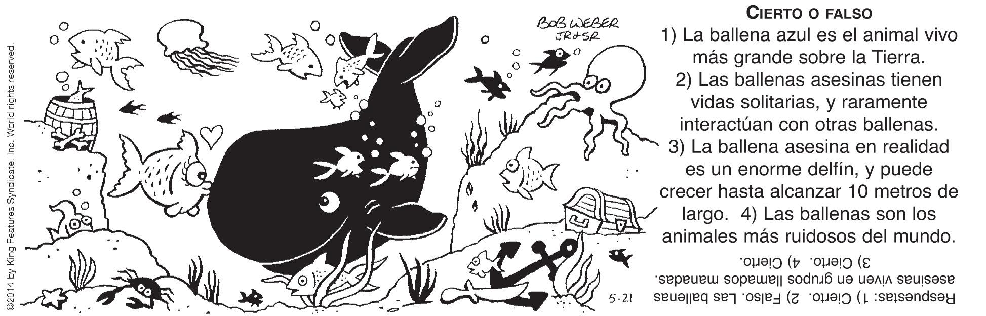 Illustration OCR: CIERTO O FALSO BaBWEBER JRASR 1) La ballena azul es el animal vivo más grande sobre la Tierra. 2) Las ballenas asesinas tienen vidas solitariasy raramente interactúan con otras ballenas. 3) La ballena asesina en realidad es un enorme delfíny puede crecer hasta alcanzar 10 metros de largo. 4) Las ballenas son los animales más ruidosos del mundo. 3) Cierto. 4) Cierto. asesinas viven en grupos llamados manadas. 5-21 Respuestas: 1) Cierto. 2) Falso. Las ballenas World rights reserved CIERTO O FALSO BaBWEBER JRASR 1) La ballena azul es el animal vivo más grande sobre la Tierra. 2) Las ballenas asesinas tienen vidas solitariasy raramente interactúan con otras ballenas. 3) La ballena asesina en realidad es un enorme delfíny puede crecer hasta alcanzar 10 metros de largo. 4) Las ballenas son los animales más ruidosos del mundo. 3) Cierto. 4) Cierto. asesinas viven en grupos llamados manadas. 5-21 Respuestas: 1) Cierto. 2) Falso. Las ballenas World rights reserved