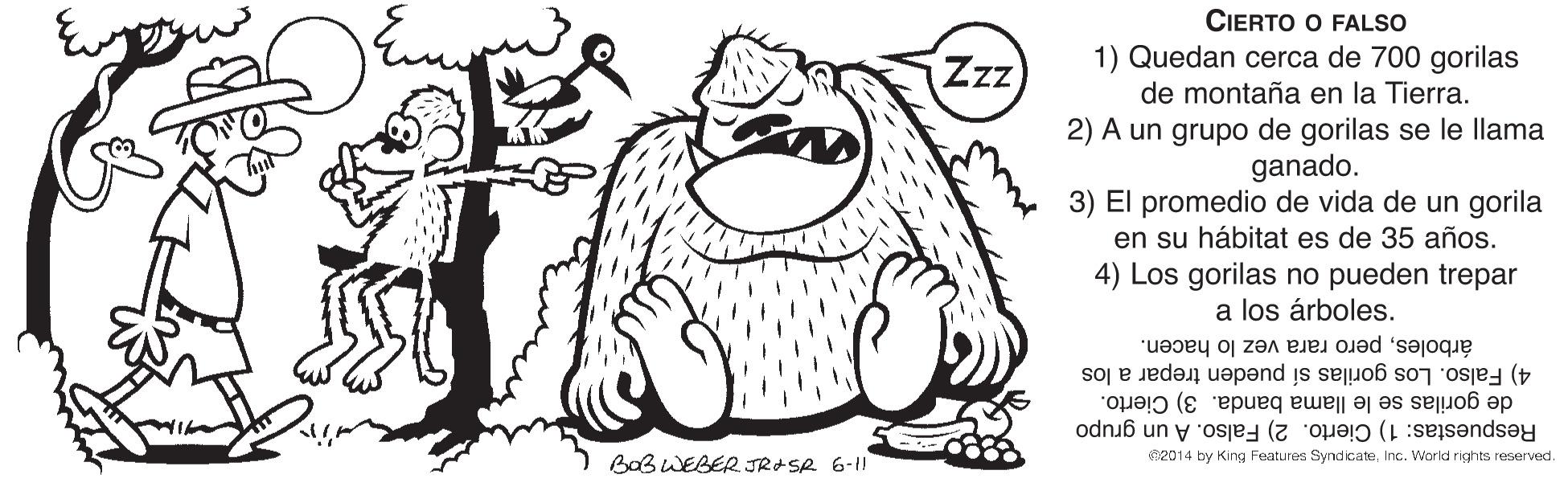 Rectangle OCR: CIERTO O FALSO 1) Quedan cerca de 700 gorilas de montaña en la Tierra. Zz 2) A un grupo de gorilas se le llama ganado. 3) El promedio de vida de un gorila en su hábitat es de 35 años. 4) Los gorilas no pueden trepar a los árboles. árbolespero rara vez lo hacen. 4) Falso. Los gorilas sí pueden trepar a los de gorilas se le llama banda. 3) Cierto. Respuestas: 1) Cierto. 2) Falso. A un grupo BoBWEBER JROSR 6-11 2014 by King Features SyndicateInc. World rights reserved. CIERTO O FALSO 1) Quedan cerca de 700 gorilas de montaña en la Tierra. Zz 2) A un grupo de gorilas se le llama ganado. 3) El promedio de vida de un gorila en su hábitat es de 35 años. 4) Los gorilas no pueden trepar a los árboles. árbolespero rara vez lo hacen. 4) Falso. Los gorilas sí pueden trepar a los de gorilas se le llama banda. 3) Cierto. Respuestas: 1) Cierto. 2) Falso. A un grupo BoBWEBER JROSR 6-11 2014 by King Features SyndicateInc. World rights reserved.