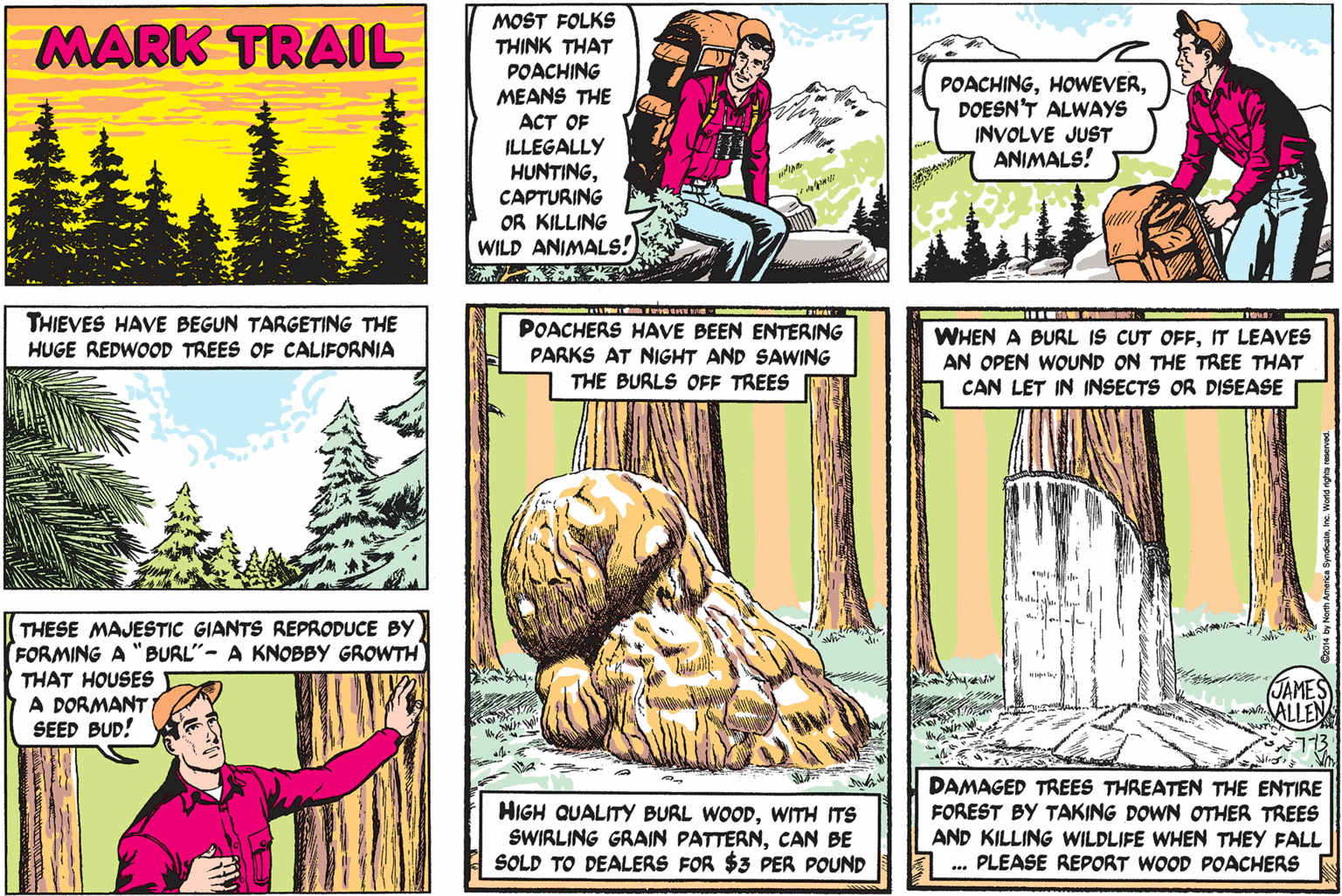 Art OCR: MOST FOLKS THINK THAT POACHING MEANS THE ACT OF ILLEGALLY HUNTINGCAPTURING OR KILLING WILD ANIMALS! MARK TRAIL POACHINGDOESN'T ALWAYS INVOLVE JUST ANIMALS! THIEVES HAVE BEGUN TARGETING THE POACHERS HAVE BEEN ENTERING PARKS AT NIGHT AND SAWING THE BURLS OFF TREES WHEN A BURL IS CUT OFFT LEAVES AN OPEN WOUND ON THE TREE THAT CAN LET IN INSECTS OR DISEASE HUGE REDWOOD TREES OF CALIFORNIA THESE MAJESTIC GIANTS REPRODUCE BY FORMING A "BURL"- A KNOBBY GROWTH THAT HOUSES A DORMANT SEED BUD! JAME HIGH QUALITY BURL WOODWITH ITS SWIRLING GRAIN PATTERNCAN BE SOLD TO DEALERS FOR $3 PER POUND DAMAGED TREES THREATEN THE ENTIRE FOREST BY TAKING DOWN OTHER TREES AND KILLING WILDLIFE WHEN THEY FALL ... PLEASE REPORT WOOD POACHERS MOST FOLKS THINK THAT POACHING MEANS THE ACT OF ILLEGALLY HUNTINGCAPTURING OR KILLING WILD ANIMALS! MARK TRAIL POACHINGDOESN'T ALWAYS INVOLVE JUST ANIMALS! THIEVES HAVE BEGUN TARGETING THE POACHERS HAVE BEEN ENTERING PARKS AT NIGHT AND SAWING THE BURLS OFF TREES WHEN A BURL IS CUT OFFT LEAVES AN OPEN WOUND ON THE TREE THAT CAN LET IN INSECTS OR DISEASE HUGE REDWOOD TREES OF CALIFORNIA THESE MAJESTIC GIANTS REPRODUCE BY FORMING A "BURL"- A KNOBBY GROWTH THAT HOUSES A DORMANT SEED BUD! JAME HIGH QUALITY BURL WOODWITH ITS SWIRLING GRAIN PATTERNCAN BE SOLD TO DEALERS FOR $3 PER POUND DAMAGED TREES THREATEN THE ENTIRE FOREST BY TAKING DOWN OTHER TREES AND KILLING WILDLIFE WHEN THEY FALL ... PLEASE REPORT WOOD POACHERS