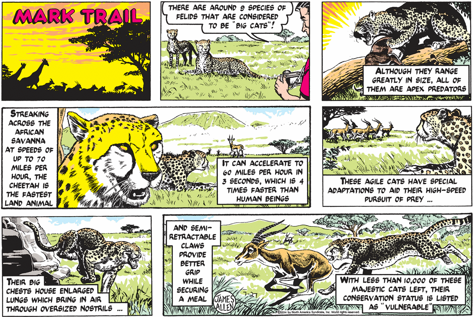Jaw OCR: MARK TRAIL THERE ARE AROUND 9 SPECIES OF FELIDS THAT ARE CONSIDERED TO BE "BIG CATS"! ALTHOUGH THEY RANGE GREATLY IN SIZEALL OF THEM ARE APEX PREDATORS STREAKING ACROSS THE AFRICAN SAVANNA AT SPEEDS OF UP TO 70 MILES PER HOURTHE CHEET?? IS THE FASTEST LAND ANIMAL IT CAN ACCELERATE TO GO MILES PER HOUR IN 3 SECONDSWHICH IS TIMES FASTER THAN HUMAN BEINGS THESE AGILE CATS HAVE SPECIAL ADAPTATIONS TO AID THEIR HIGH-SPEED PURSUIT OF PREY .. AND SEMI- RETRACTABLE CLAWS PROVIDE THEIR BIG CHESTS HOUSE ENLARGED LUNGS WHICH BRING IN AIR THROUGH OVERSIZED NOSTRILS BETTER GRIP WHILE SECURING A MEAL VJAMES WITH LESS THAN 10000 OF THESE MAJESTIC CATS LEFTTHEIR CONSERVATION STATUS IS LISTED www AS "VULNERABLE" FATINVA ALLEN n4 by North America SyndicaleInc. Worid rights reserved. MARK TRAIL THERE ARE AROUND 9 SPECIES OF FELIDS THAT ARE CONSIDERED TO BE "BIG CATS"! ALTHOUGH THEY RANGE GREATLY IN SIZEALL OF THEM ARE APEX PREDATORS STREAKING ACROSS THE AFRICAN SAVANNA AT SPEEDS OF UP TO 70 MILES PER HOURTHE CHEET?? IS THE FASTEST LAND ANIMAL IT CAN ACCELERATE TO GO MILES PER HOUR IN 3 SECONDSWHICH IS TIMES FASTER THAN HUMAN BEINGS THESE AGILE CATS HAVE SPECIAL ADAPTATIONS TO AID THEIR HIGH-SPEED PURSUIT OF PREY .. AND SEMI- RETRACTABLE CLAWS PROVIDE THEIR BIG CHESTS HOUSE ENLARGED LUNGS WHICH BRING IN AIR THROUGH OVERSIZED NOSTRILS BETTER GRIP WHILE SECURING A MEAL VJAMES WITH LESS THAN 10000 OF THESE MAJESTIC CATS LEFTTHEIR CONSERVATION STATUS IS LISTED www AS "VULNERABLE" FATINVA ALLEN n4 by North America SyndicaleInc. Worid rights reserved.