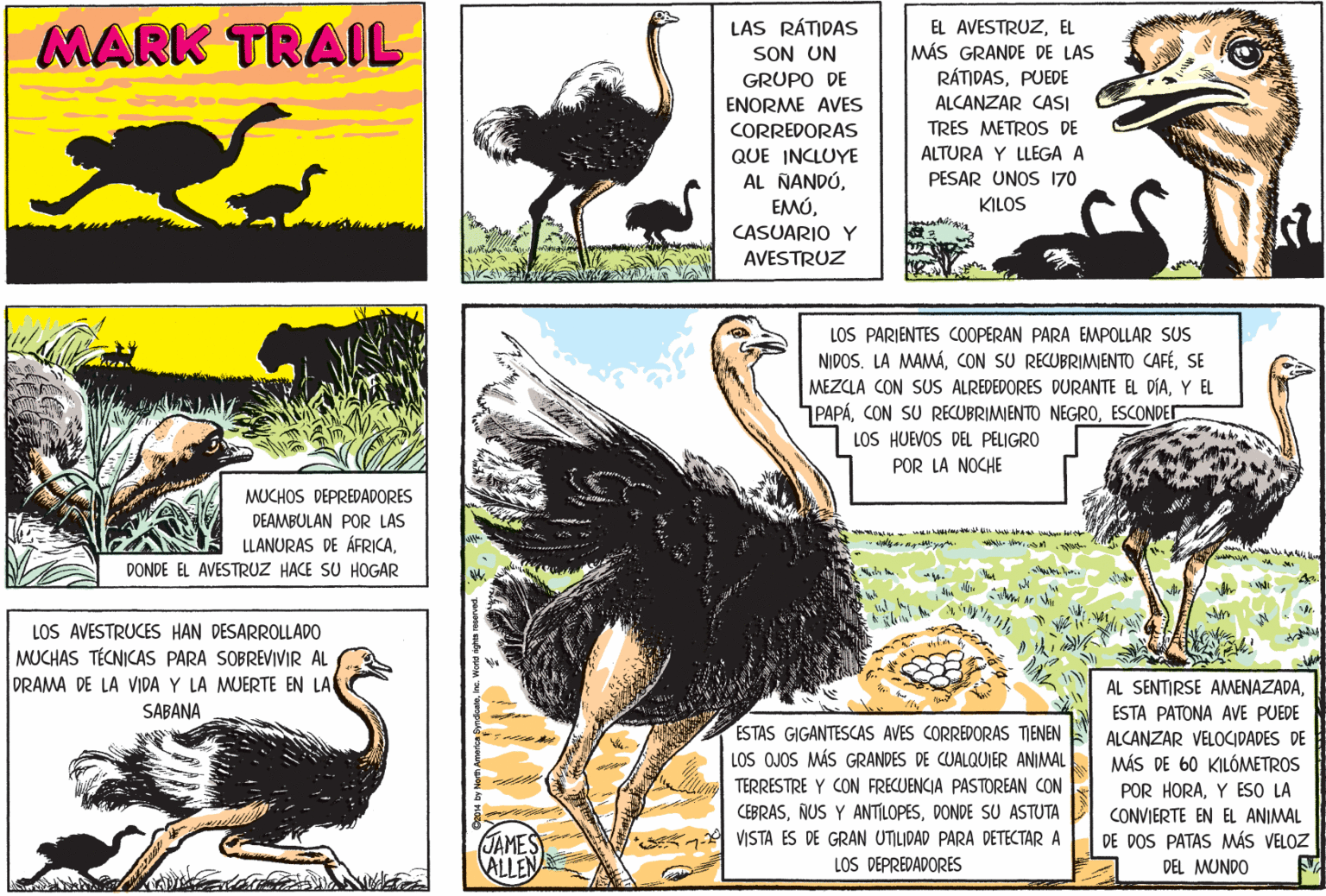Sharing OCR: MARK TRAIL LAS RÁTIDAS SON UN GRUPO DE EL AVESTRUZEL MÁS GRANDE DE LAS RÁTIDASPUEDE ALCANZAR CASI TRES METROS DE ENORME AVES CORREDORAS QUE INCLUYE AL NANDÚALTURA Y LLEGA A PESAR UNOS 170 KILOS CASUARIO Y AVESTRUZ LOS PARIENTES COOPERAN PARA EMPOLLAR SUS NIDOS. LA MAMÁSE MEZCLA CON SUS ALREDEDORES DURANTE EL DÍAY EL PAPÁESCONDET LOS HUEVOS DEL PELIGRO POR LA NOCHE MUCHOS DEPREDADORES DEAMBULAN POR LAS LLANURAS DE ÁFRICADONDE EL AVESTRUZ HACE SU HOGAR w s w A le LOS AVESTRUCES HAN DESARROLLADO MUCHAS TÉCNICAS PARA SOBREVIVIR AL DRAMA DE LA VIDA Y LA MUERTE EN LA SABANA AL SENTIRSE AMENAZADAESTA PATONA AVE PUEDE ESTAS GIGANTESCAS AVES CORREDORAS TIENEN LOS OJOS MÁS GRANDES DE CUALQUIER ANIMAL ALCANZAR VELOCIDADES DE MÁS DE 60 KILÓMETROS POR HORAY ESO LA CONVIERTE EN EL ANIMAL TERRESTRE Y CON FRECUENCIA PASTOREAN CON JAMES ALLEN CEBRASDONDE SU ASTUTA VISTA ES DE GRAN UTILIDAD PARA DETECTAR A LOS DEPREDADORES DE DOS PATAS MÁS VELOZ DEL MUNDO MARK TRAIL LAS RÁTIDAS SON UN GRUPO DE EL AVESTRUZEL MÁS GRANDE DE LAS RÁTIDASPUEDE ALCANZAR CASI TRES METROS DE ENORME AVES CORREDORAS QUE INCLUYE AL NANDÚALTURA Y LLEGA A PESAR UNOS 170 KILOS CASUARIO Y AVESTRUZ LOS PARIENTES COOPERAN PARA EMPOLLAR SUS NIDOS. LA MAMÁCON SU RECUBRIMIENTO CAFÉSE MEZCLA CON SUS ALREDEDORES DURANTE EL DÍAY EL PAPÁCON SU RECUBRIMIENTO NEGROESCONDET LOS HUEVOS DEL PELIGRO POR LA NOCHE MUCHOS DEPREDADORES DEAMBULAN POR LAS LLANURAS DE ÁFRICADONDE EL AVESTRUZ HACE SU HOGAR w s w A le LOS AVESTRUCES HAN DESARROLLADO MUCHAS TÉCNICAS PARA SOBREVIVIR AL DRAMA DE LA VIDA Y LA MUERTE EN LA SABANA AL SENTIRSE AMENAZADAESTA PATONA AVE PUEDE ESTAS GIGANTESCAS AVES CORREDORAS TIENEN LOS OJOS MÁS GRANDES DE CUALQUIER ANIMAL ALCANZAR VELOCIDADES DE MÁS DE 60 KILÓMETROS POR HORAY ESO LA CONVIERTE EN EL ANIMAL TERRESTRE Y CON FRECUENCIA PASTOREAN CON JAMES ALLEN CEBRASNUS Y ANTILOPESDONDE SU ASTUTA VISTA ES DE GRAN UTILIDAD PARA DETECTAR A LOS DEPREDADORES DE DOS PATAS MÁS VELOZ DEL MUNDO
