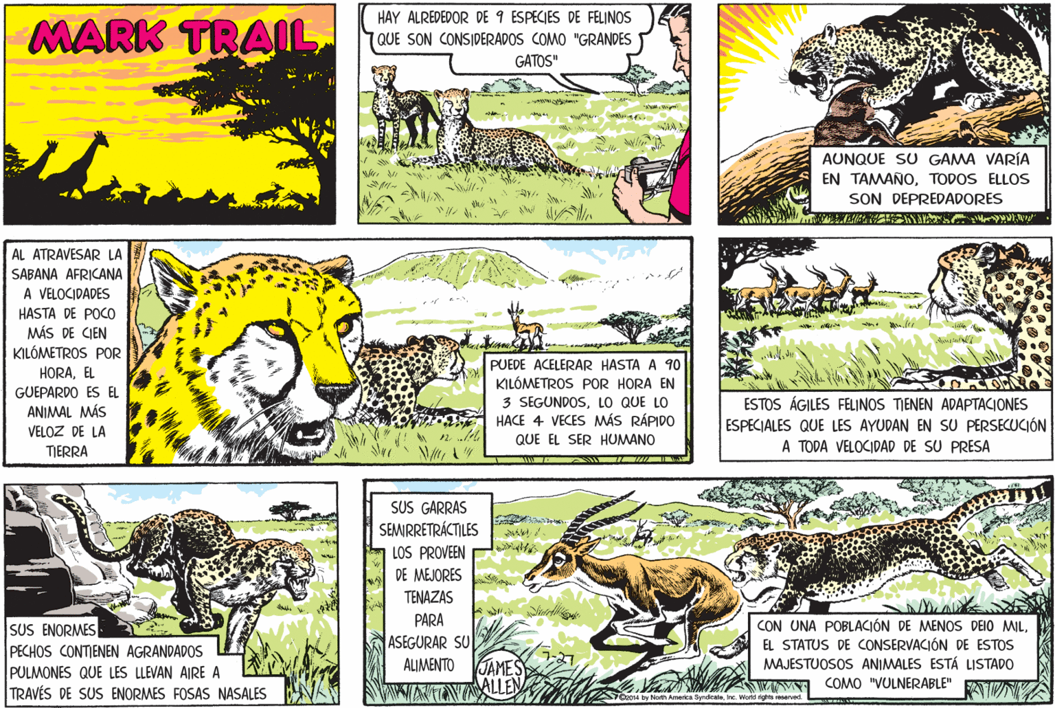 Line OCR: HAY ALREDEDOR DE 9 ESPECIES DE FELINOS MARK TRAIL QUE SON CONSIDERADOS COMO "GRANDES GATOS" AUNQUE SU GAMA VARÍA EN TAMAÑOTODOS ELLOS SON DEPREDADORES AL ATRAVESAR LA SABANA AFRICANA A VELOCIDADES HASTA DE POCO MÁS DE CIEN KILÓMETROS POR PUEDE ACELERAR HASTA A 90 KILÓMETROS POR HORA EN 3 SEGUNDOSLO QUE LO HACE 4 VECES MÁS RÁPIDO HORAEL GUEPARDO ES EL ANIMAL MÁS VELOZ DE LA ESTOS ÁGILES FELINOS TIENEN ADAPTACIONES ESPECIALES QUE LES AYUDAN EN SU PERSECUCIÓN A TODA VELOCIDAD DE SU PRESA QUE EL SER HUMANO TIERRA SUS GARRAS SEMRRETRÁCTILES LOS PROVEEN DE MEJORES TENAZAS PARA SUS ENORMES PECHOS CONTIENEN AGRANDADOS PULMONES QUE LES LLEVAN AIRE A TRAVÉS DE SUS ENORMES FOSAS NASALES CON UNA POBLACIÓN DE MENOS DEIO MILEL STATUS DE CONSERVACIÓN DE ESTOS MAJESTUOSOS ANIMALES ESTÁ LISTADO COMO "VULNERABLE" ASEGURAR SU ALIMENTO JAMES ALLEN by North Amerca SyndealeWorld nohte reserved HAY ALREDEDOR DE 9 ESPECIES DE FELINOS MARK TRAIL QUE SON CONSIDERADOS COMO "GRANDES GATOS" AUNQUE SU GAMA VARÍA EN TAMAÑOTODOS ELLOS SON DEPREDADORES AL ATRAVESAR LA SABANA AFRICANA A VELOCIDADES HASTA DE POCO MÁS DE CIEN KILÓMETROS POR PUEDE ACELERAR HASTA A 90 KILÓMETROS POR HORA EN 3 SEGUNDOSLO QUE LO HACE 4 VECES MÁS RÁPIDO HORAEL GUEPARDO ES EL ANIMAL MÁS VELOZ DE LA ESTOS ÁGILES FELINOS TIENEN ADAPTACIONES ESPECIALES QUE LES AYUDAN EN SU PERSECUCIÓN A TODA VELOCIDAD DE SU PRESA QUE EL SER HUMANO TIERRA SUS GARRAS SEMRRETRÁCTILES LOS PROVEEN DE MEJORES TENAZAS PARA SUS ENORMES PECHOS CONTIENEN AGRANDADOS PULMONES QUE LES LLEVAN AIRE A TRAVÉS DE SUS ENORMES FOSAS NASALES CON UNA POBLACIÓN DE MENOS DEIO MILEL STATUS DE CONSERVACIÓN DE ESTOS MAJESTUOSOS ANIMALES ESTÁ LISTADO COMO "VULNERABLE" ASEGURAR SU ALIMENTO JAMES ALLEN by North Amerca SyndealeWorld nohte reserved