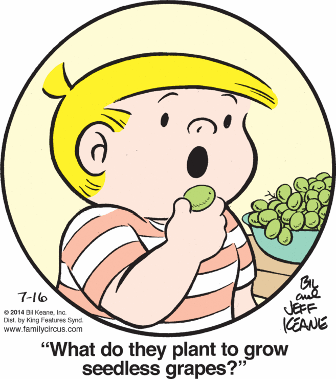 Font OCR: 7-16 JEFF KEANE "What do they plant to grow © 2014 Bil KeaneInc. Dist. by King Features Synd. www.familycircus.com seedless grapes?" 7-16 JEFF KEANE "What do they plant to grow © 2014 Bil KeaneInc. Dist. by King Features Synd. www.familycircus.com seedless grapes?"