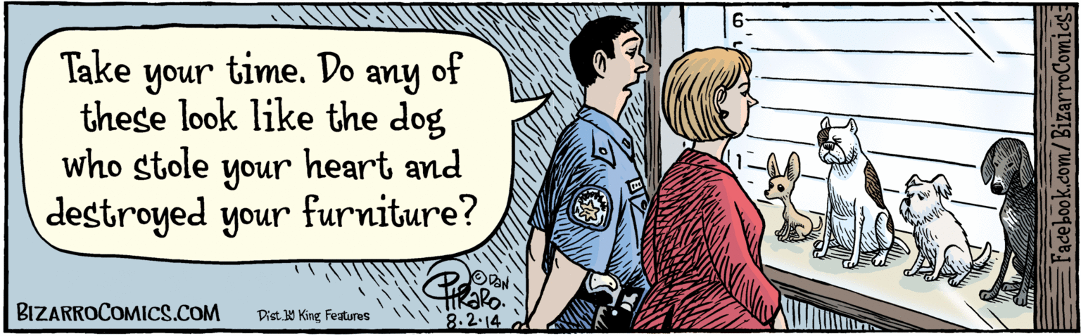 Cartoon OCR: BIZARROCOMICS.COM Take your time. Do of these look any like the dog who stole your heart and destroyed your furniture? inoh 1 2 4 8.2.14 Dist 9 King featuras BIZARROCOMICS.COM Take your time. Do of these look any like the dog who stole your heart and destroyed your furniture? inoh 1 2 4 8.2.14 Dist 9 King featuras