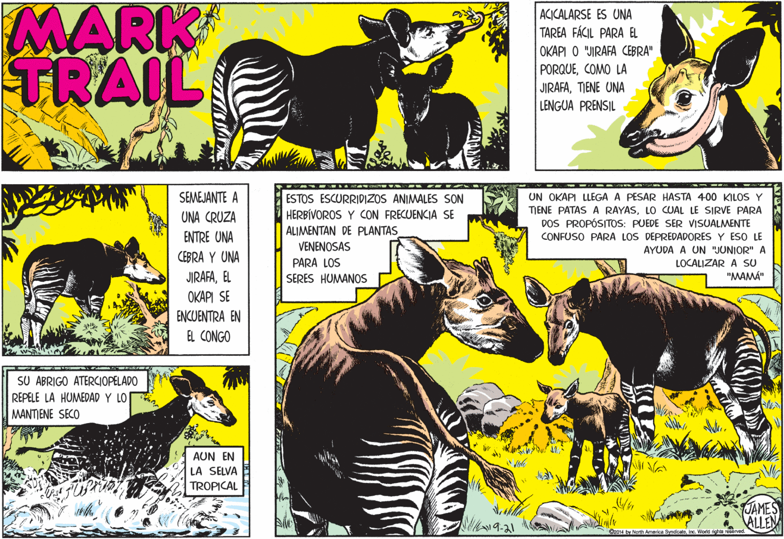 Line OCR: MARK TRAIL ACICALARSE ES UNA TAREA FÁCIL PARA EL OKAPI O "JIRAFA CEBRA" PORQUECOMO LA JIRAFATIENE UNA LENGUA PRENSIL SEMEJANTE A UN OKAPI LLEGA A PESAR HASTA 400 KILOS Y ESTOS ESCURRIDIZOS ANIMALES SON HERBÍVOROS Y CON FRECUENCIA SE TIENE PATAS A RAYASLO CUAL LE SIRVE PARA UNA CRUZA DOS PROPÓSITOS: PUEDE SER VISUALMENTE ALIMENTAN DE PLANTAS ENTRE UNA CONFUSO PARA LOS DEPREDADORES Y ESO LE VENENOSAS PARA LOS SERES HUMANOS AYUDA A UN "JUNIOR" A CEBRA Y UNA LOCALIZAR A SU "MAMÁ" JIRAFAEL OKAPI SE ENCUENTRA EN EL CONGO SU ABRIGO ATERCIOPELADO REPELE LA HUMEDAD Y LOMANTIENE SECO AUN EN LA SELVA TROPICAL JAMES ALLEN Nerth America SyndcateInc. Worid rights re MARK TRAIL ACICALARSE ES UNA TAREA FÁCIL PARA EL OKAPI O "JIRAFA CEBRA" PORQUECOMO LA JIRAFATIENE UNA LENGUA PRENSIL SEMEJANTE A UN OKAPI LLEGA A PESAR HASTA 400 KILOS Y ESTOS ESCURRIDIZOS ANIMALES SON HERBÍVOROS Y CON FRECUENCIA SE TIENE PATAS A RAYASLO CUAL LE SIRVE PARA UNA CRUZA DOS PROPÓSITOS: PUEDE SER VISUALMENTE ALIMENTAN DE PLANTAS ENTRE UNA CONFUSO PARA LOS DEPREDADORES Y ESO LE VENENOSAS PARA LOS SERES HUMANOS AYUDA A UN "JUNIOR" A CEBRA Y UNA LOCALIZAR A SU "MAMÁ" JIRAFAEL OKAPI SE ENCUENTRA EN EL CONGO SU ABRIGO ATERCIOPELADO REPELE LA HUMEDAD Y LOMANTIENE SECO AUN EN LA SELVA TROPICAL JAMES ALLEN Nerth America SyndcateInc. Worid rights re