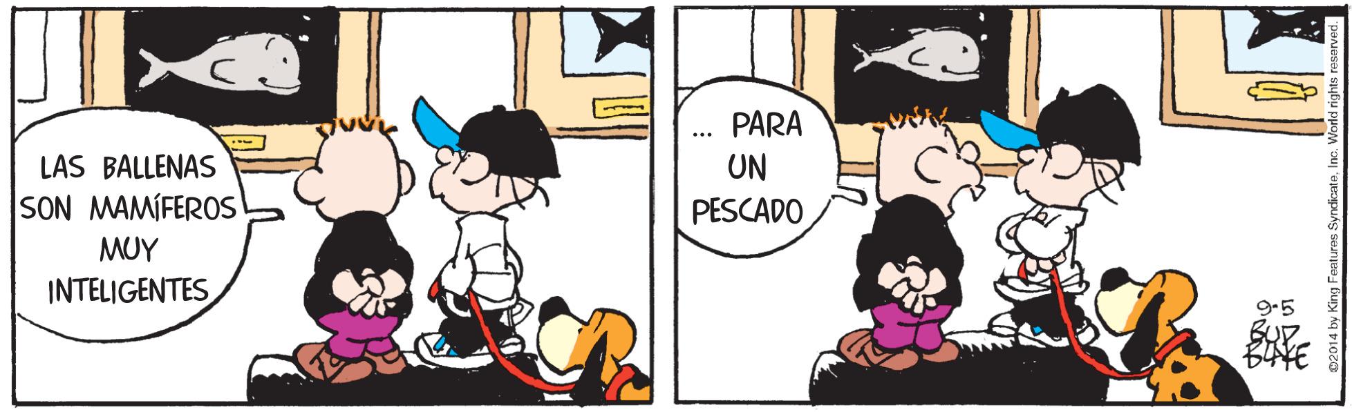 Hat OCR: PARA LAS BALLENAS UN SON MAMÍFEROS PESCADO MUY INTELIGENTES 9-5 PARA LAS BALLENAS UN SON MAMÍFEROS PESCADO MUY INTELIGENTES 9-5