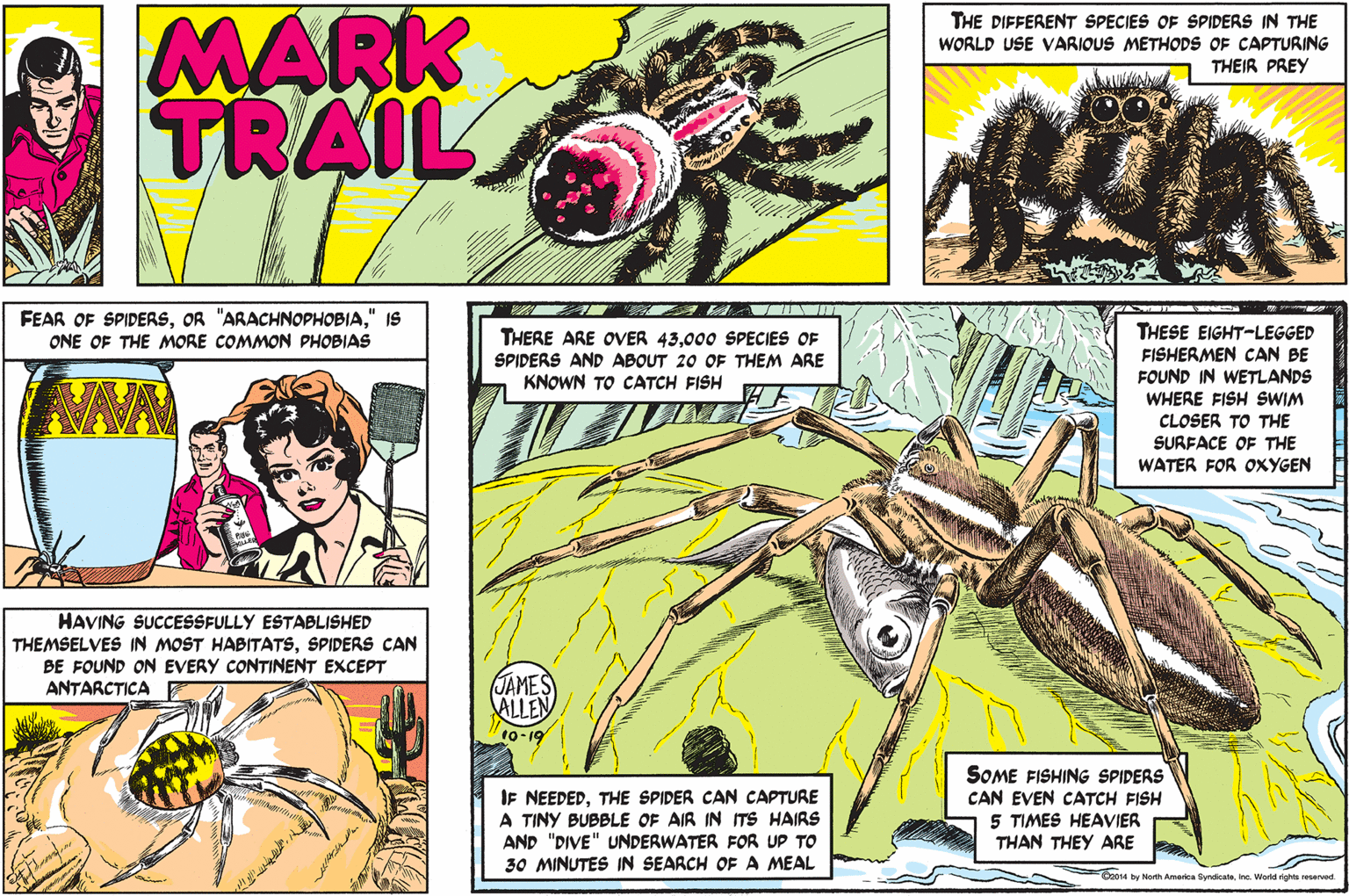 Magenta OCR: MARK TRAIL THE DIFFERENT SPECIES OF SPIDERS IN THE WORLD USE VARIOUS METHODS OF CAPTURING THEIR PREY www.w FEAR OF SPIDERS" IS ONE OF THE MORE COMMON PHOBIAS THERE ARE OVER 43000 SPECIES OF SPIDERS AND ABOUT 20 OF THEM ARE KNOWN TO CATCH FISH THESE EIGHT-LEGGED FISHERMEN CAN BE FOUND IN WETLANDS WHERE FISH SWIM CLOSER TO THE SURFACE OF THE WATER FOR OOXYGEN HAVING SUCCESSFULLY ESTABLISHED THEMSELVES IN MOST HABITATSSPIDERS CAN BE FOUND ON EVERY CONTINENT EXCEPT ANTARCTICA JAMES ALLEN 10-19 IF NEEDEDTHE SPIDER CAN CAPTURE A TINY BUBBLE OF AIR IN ITS HAIRS AND "DIVE" UNDERWATER FOR UP TO 30 MINUTES IN SEARCH OF A MEAL SOME FISHING SPIDERS CAN EVEN CATCH FISH 5 TIMES HEAVIER THAN THEY ARE Geos4 by North Amorica Syndicateine. World rights neservad MARK TRAIL THE DIFFERENT SPECIES OF SPIDERS IN THE WORLD USE VARIOUS METHODS OF CAPTURING THEIR PREY www.w FEAR OF SPIDERSOR "ARACHNOPHOBIA" IS ONE OF THE MORE COMMON PHOBIAS THERE ARE OVER 43000 SPECIES OF SPIDERS AND ABOUT 20 OF THEM ARE KNOWN TO CATCH FISH THESE EIGHT-LEGGED FISHERMEN CAN BE FOUND IN WETLANDS WHERE FISH SWIM CLOSER TO THE SURFACE OF THE WATER FOR OOXYGEN HAVING SUCCESSFULLY ESTABLISHED THEMSELVES IN MOST HABITATSSPIDERS CAN BE FOUND ON EVERY CONTINENT EXCEPT ANTARCTICA JAMES ALLEN 10-19 IF NEEDEDTHE SPIDER CAN CAPTURE A TINY BUBBLE OF AIR IN ITS HAIRS AND "DIVE" UNDERWATER FOR UP TO 30 MINUTES IN SEARCH OF A MEAL SOME FISHING SPIDERS CAN EVEN CATCH FISH 5 TIMES HEAVIER THAN THEY ARE Geos4 by North Amorica Syndicateine. World rights neservad