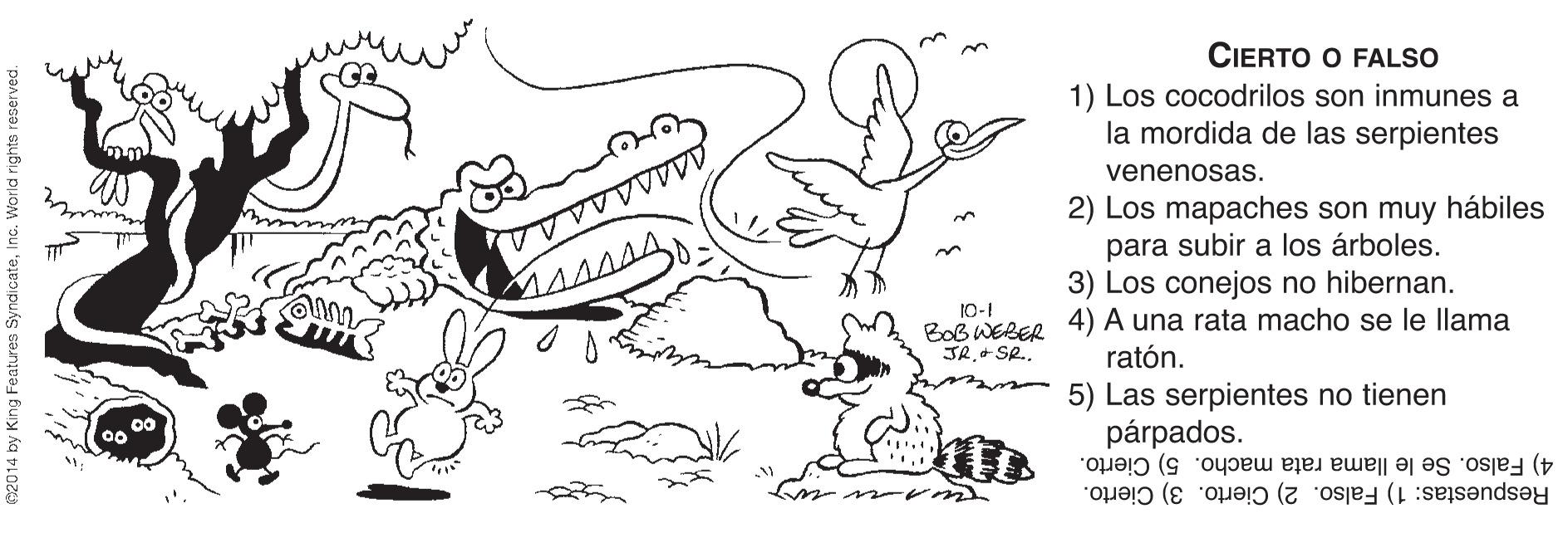 Mammal OCR: CIERTO O FALSO 1) Los cocodrilos son inmunes a la mordida de las serpientes venenosas. 2) Los mapaches son muy hábiles para subir a los árboles. 3) Los conejos no hibernan. 10-1 BoB WEBER 4) A una rata macho se le llama JR+ SR.. ratón. 5) Las serpientes no tienen párpados. 4) Falso. Se le llama rata macho. 5) Cierto. Respuestas: 1) Falso. 2) Cierto. 3) Cierto. 2014 by King Features SyndicateI CIERTO O FALSO 1) Los cocodrilos son inmunes a la mordida de las serpientes venenosas. 2) Los mapaches son muy hábiles para subir a los árboles. 3) Los conejos no hibernan. 10-1 BoB WEBER 4) A una rata macho se le llama JR+ SR.. ratón. 5) Las serpientes no tienen párpados. 4) Falso. Se le llama rata macho. 5) Cierto. Respuestas: 1) Falso. 2) Cierto. 3) Cierto. 2014 by King Features Syndicate