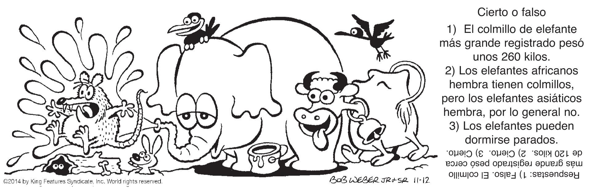 Product OCR: Cierto o falso 1) El colmillo de elefante más grande registrado pesó unos 260 kilos. 2) Los elefantes africanos hembra tienen colmillospero los elefantes asiáticos hembrapor lo general no. 3) Los elefantes pueden dormirse parados. más grande registrado pesó cerca de 120 kilos. 2) Cierto. 3) Cierto. BaB WEBER JRASR 1l:12 C2014 by King Features SyndicateInc. World rights reserved. Respuestas: 1) Falso. El colmillo Cierto o falso 1) El colmillo de elefante más grande registrado pesó unos 260 kilos. 2) Los elefantes africanos hembra tienen colmillospero los elefantes asiáticos hembrapor lo general no. 3) Los elefantes pueden dormirse parados. más grande registrado pesó cerca de 120 kilos. 2) Cierto. 3) Cierto. BaB WEBER JRASR 1l:12 C2014 by King Features SyndicateInc. World rights reserved. Respuestas: 1) Falso. El colmillo