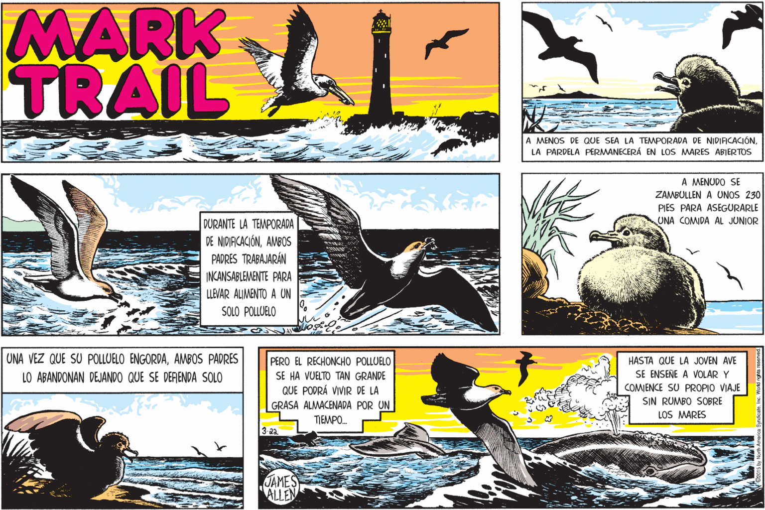 Line OCR: MARK TRAIL A MENOS DE QUE SEA LA TEMPORADA DE NIDIACACIÓN. LA PARDELA PERMANECERÁ EN LOS MARES ABJERTOS A MENUDO SE ZAMBULLEN A UNOS 230 PIES PARA ASEGURARLE UNA COMIDA AL JUNIOR DURANTE LA TEMPORADA DE NIDIRCACIÓNAMBOS PADRES TRABAJARÁN INCANSABLEMENTE PARA LEVAR ALIMENTO A UN SOLO POLLUELO UNA VEZ QUE SU POLLUELO ENGORDAAMBOS PADRES HASTA QUE LA JOVEN AVE PERO EL RECHONCHO POLLUELO SE HA VUELTO TAN GRANDE QUE PODRÁ VIVIR DE LA GRASA ALMACENADA POR UN LO ABANDONAN DEJANDO QUE SE DERENDA SOLO SE ENSEÑE A VOLAR Y COMIENCE SU PROPIO VIAJE SIN RUMBO SOBRE LOS MARES TIEMPO. JAMES ALLEN MARK TRAIL A MENOS DE QUE SEA LA TEMPORADA DE NIDIACACIÓN. LA PARDELA PERMANECERÁ EN LOS MARES ABJERTOS A MENUDO SE ZAMBULLEN A UNOS 230 PIES PARA ASEGURARLE UNA COMIDA AL JUNIOR DURANTE LA TEMPORADA DE NIDIRCACIÓNAMBOS PADRES TRABAJARÁN INCANSABLEMENTE PARA LEVAR ALIMENTO A UN SOLO POLLUELO UNA VEZ QUE SU POLLUELO ENGORDAAMBOS PADRES HASTA QUE LA JOVEN AVE PERO EL RECHONCHO POLLUELO SE HA VUELTO TAN GRANDE QUE PODRÁ VIVIR DE LA GRASA ALMACENADA POR UN LO ABANDONAN DEJANDO QUE SE DERENDA SOLO SE ENSEÑE A VOLAR Y COMIENCE SU PROPIO VIAJE SIN RUMBO SOBRE LOS MARES TIEMPO. JAMES ALLEN
