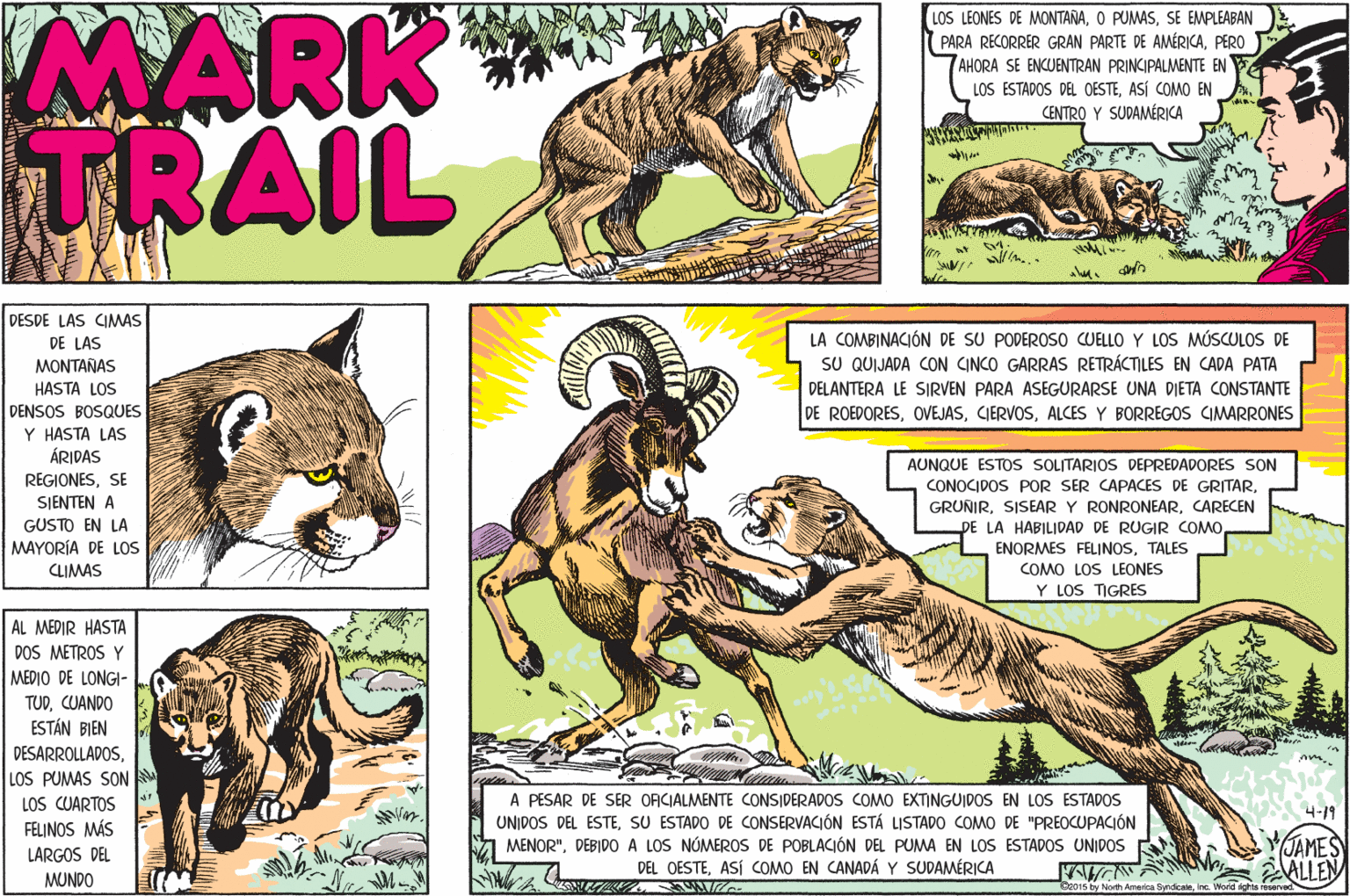 Terrestrial animal OCR: MARK TRAIL LOS LEONES DE MONTAÑASE EMPLEABAN PARA RECORRER GRAN PARTE DE AMÉRICAPERO AHORA SE ENCUENTRAN PRINCIPALMENTE EN LOS ESTADOS DEL OESTEASÍ COMMO EN CENTRO Y SUDAMÉRICA DESDE LAS CIMAS LA COMBINACIÓN DE SU PODEROSO CUELLO Y LOS MÚSCULOS DE SU QUIJADA CON CINCO GARRAS RETRÁCTILES EN CADA PATA DELANTERA LE SIRVEN PARA ASEGURARSE UNA DIETA CONSTANTE DE ROEDORESALCES Y BORREGOS CIMARRONES DE LAS MONTAÑAS HASTA LOS DENSOS BOSQUES Y HASTA LAS ÁRIDAS REGIONESSE AUNQUE ESTOS SOLITARIOS DEPREDADORES SON CONOCIDOS POR SER CAPACES DE GRITARSIENTEN A GRUNIRCARECEN DE LA HABILIDAD DE RUGIR COMOTALES GUSTO EN LA MAYORÍA DE LOS CLIMAS COMO LOS LEONES Y LOS TIGRES AL MEDIR HASTA DOS METROS Y MEDIO DE LONGI- TUDCUANDO ESTÁN BIEN DESARROLLADOSLOS PUMAS S?N LOS CUARTOS A PESAR DE SER OFCIALMENTE CONSIDERADOS COMO EXTINGUIDOS EN LOS ESTADOS UNIDOS DEL ESTESU ESTADO DE CONSERVACIÓN ESTÁ LISTADO COMO DE "PREOCUPACIÓN MENOR"DEBIDO A LOS NÓMEROS DE POBLACIÓN DEL PUMA EN LOS ESTADOS UNIDOS DEL OESTEASÍ COMO EN CANADÁ Y SUDAMÉRICA 4-19 FELINOS MÁS YJAMES AALLEN LARGOS DEL MUNDO Ce015 by North Amerca SyrdicaieInc. World rights rerv MARK TRAIL LOS LEONES DE MONTAÑAO PUMASSE EMPLEABAN PARA RECORRER GRAN PARTE DE AMÉRICAPERO AHORA SE ENCUENTRAN PRINCIPALMENTE EN LOS ESTADOS DEL OESTEASÍ COMMO EN CENTRO Y SUDAMÉRICA DESDE LAS CIMAS LA COMBINACIÓN DE SU PODEROSO CUELLO Y LOS MÚSCULOS DE SU QUIJADA CON CINCO GARRAS RETRÁCTILES EN CADA PATA DELANTERA LE SIRVEN PARA ASEGURARSE UNA DIETA CONSTANTE DE ROEDORESALCES Y BORREGOS CIMARRONES DE LAS MONTAÑAS HASTA LOS DENSOS BOSQUES Y HASTA LAS ÁRIDAS REGIONESSE AUNQUE ESTOS SOLITARIOS DEPREDADORES SON CONOCIDOS POR SER CAPACES DE GRITARSIENTEN A GRUNIRSISEAR Y RONRONEARCARECEN DE LA HABILIDAD DE RUGIR COMOENORMES FELINOSTALES GUSTO EN LA MAYORÍA DE LOS CLIMAS COMO LOS LEONES Y LOS TIGRES AL MEDIR HASTA DOS METROS Y MEDIO DE LONGI- TUDCUANDO ESTÁN BIEN DESARROLLADOSLOS PUMAS S?N LOS CUARTOS A PESAR DE SER OFCIALMENTE CONSIDERADOS COMO EXTINGUIDOS EN LOS ESTADOS UNIDOS DEL ESTESU ESTADO DE CONSERVACIÓN ESTÁ LISTADO COMO DE "PREOCUPACIÓN MENOR"DEBIDO A LOS NÓMEROS DE POBLACIÓN DEL PUMA EN LOS ESTADOS UNIDOS DEL OESTEASÍ COMO EN CANADÁ Y SUDAMÉRICA 4-19 FELINOS MÁS YJAMES AALLEN LARGOS DEL MUNDO Ce015 by North Amerca SyrdicaieInc. World rights rerv